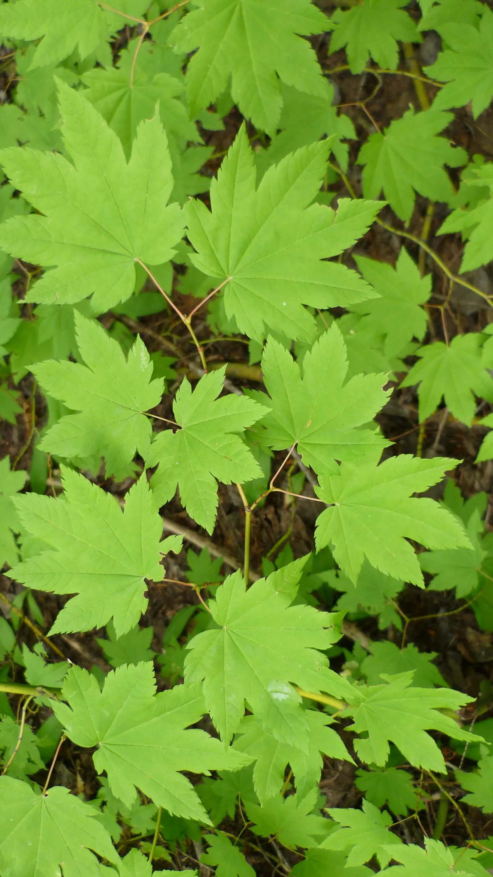 Vine Maple (Acer Circinatum) — Its flexibility and year-round charm make it a valuable asset to any client's landscape