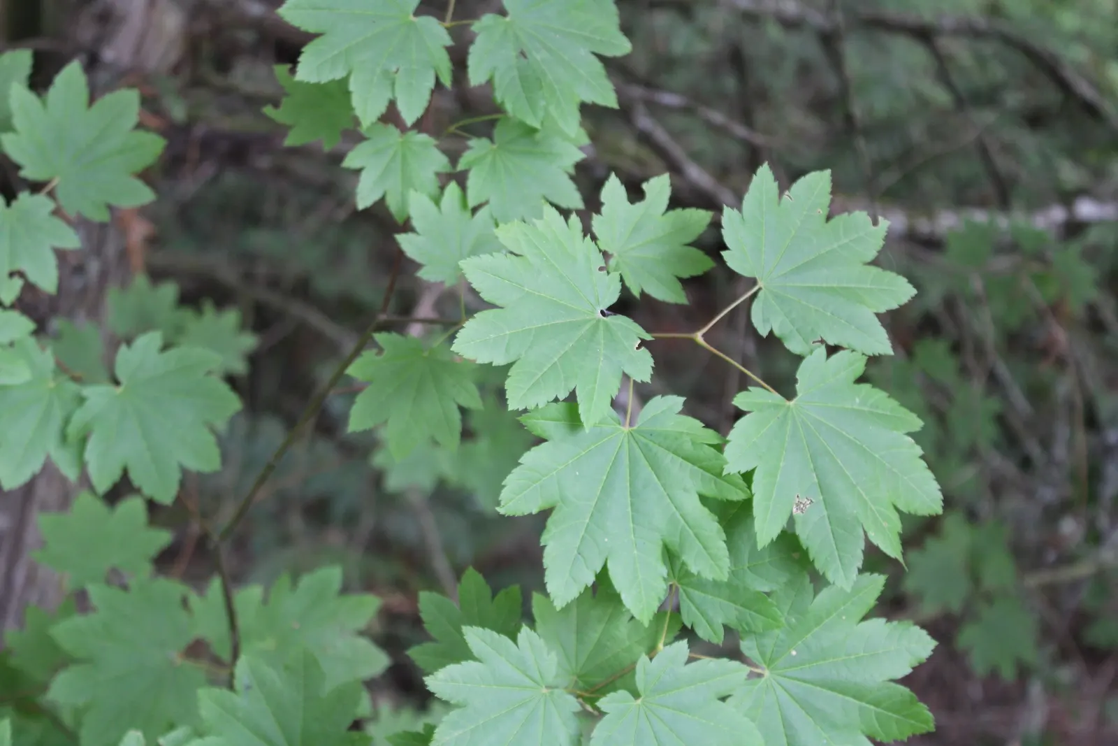 Vine Maple (Acer Circinatum) — which are a delicate 3 to 6 inches in width