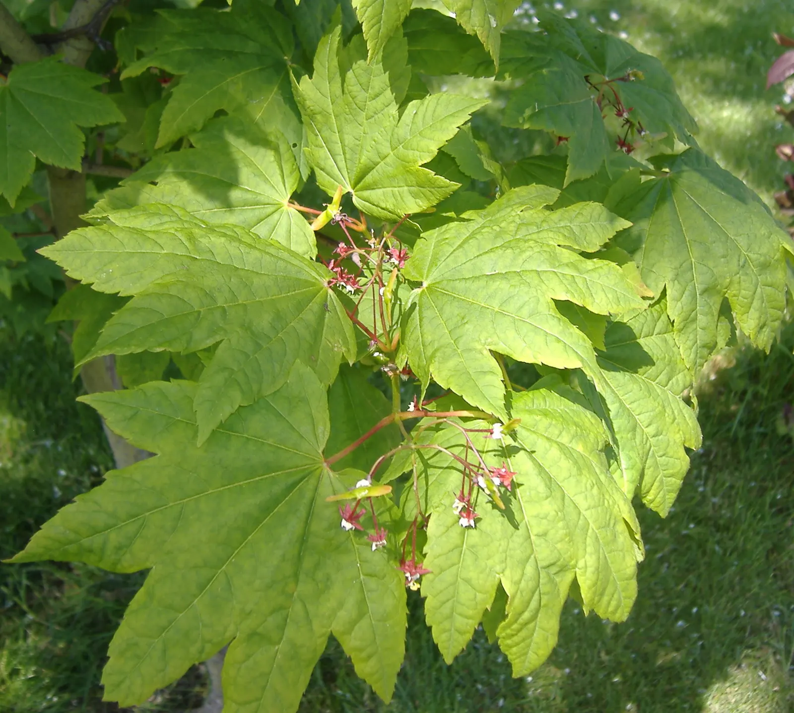 Vine Maple (Acer Circinatum) — Native to the Pacific Northwest; though it tolerates sunnier spots if given adequate moisture, image 82