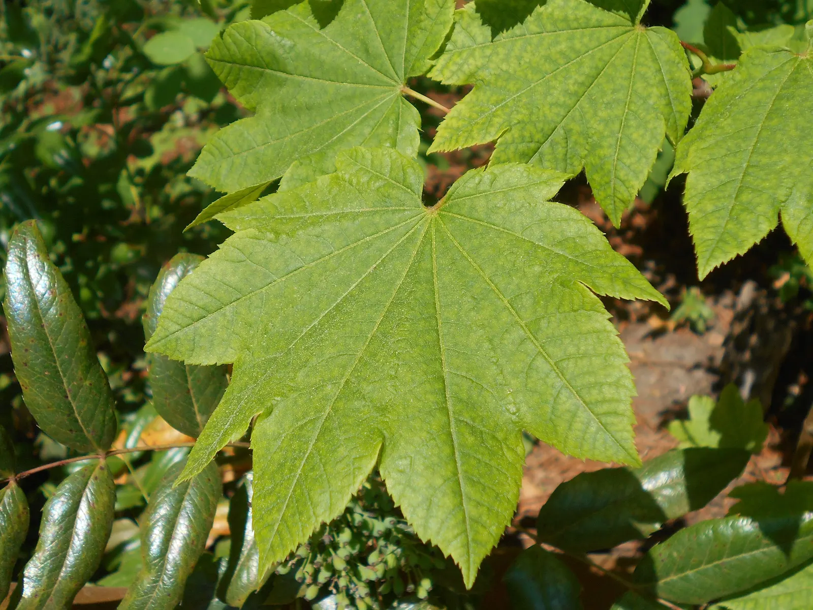 Vine Maple (Acer Circinatum) — The Vine Maple (Acer circinatum) is a sculptural deciduous shrub to small tree