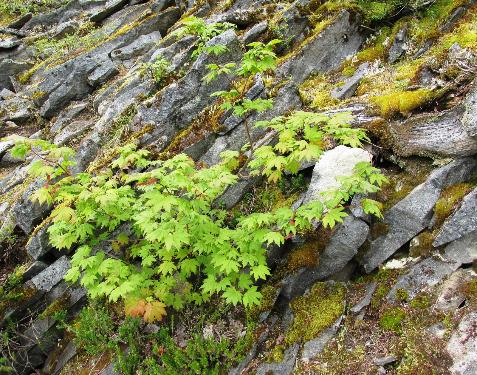 Vine Maple (Acer Circinatum) — Prefers partial shade and moist, well-drained soil; it is well-suited to moist, image 45