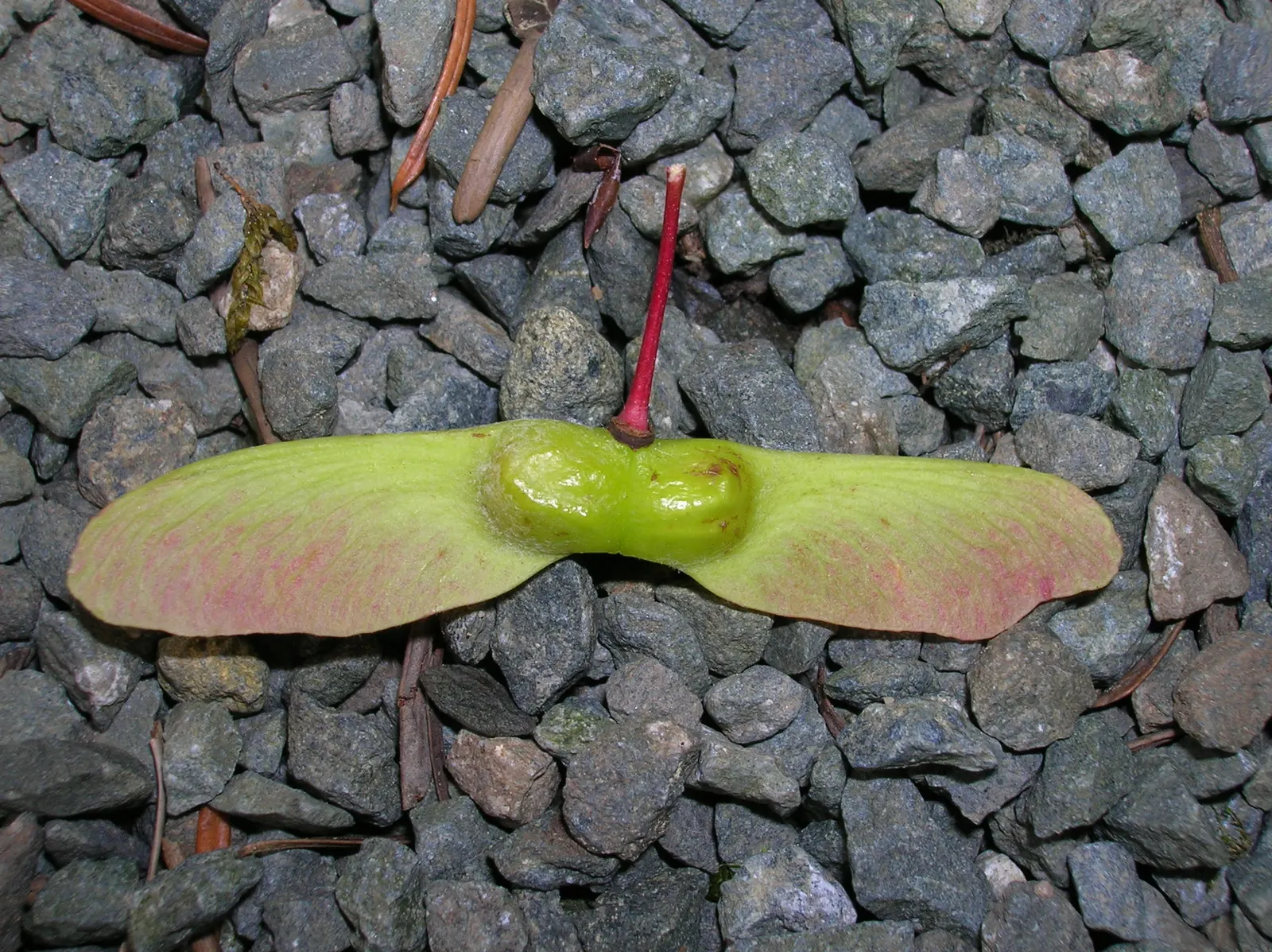 Vine Maple (Acer Circinatum) — which are a delicate 3 to 6 inches in width; providing dynamic seasonal interest and habitat value, image 70