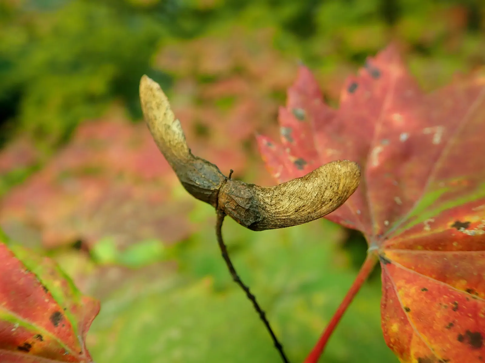 Vine Maple (Acer Circinatum) — green and red flowers in the garden; spreading shape with green, image 78
