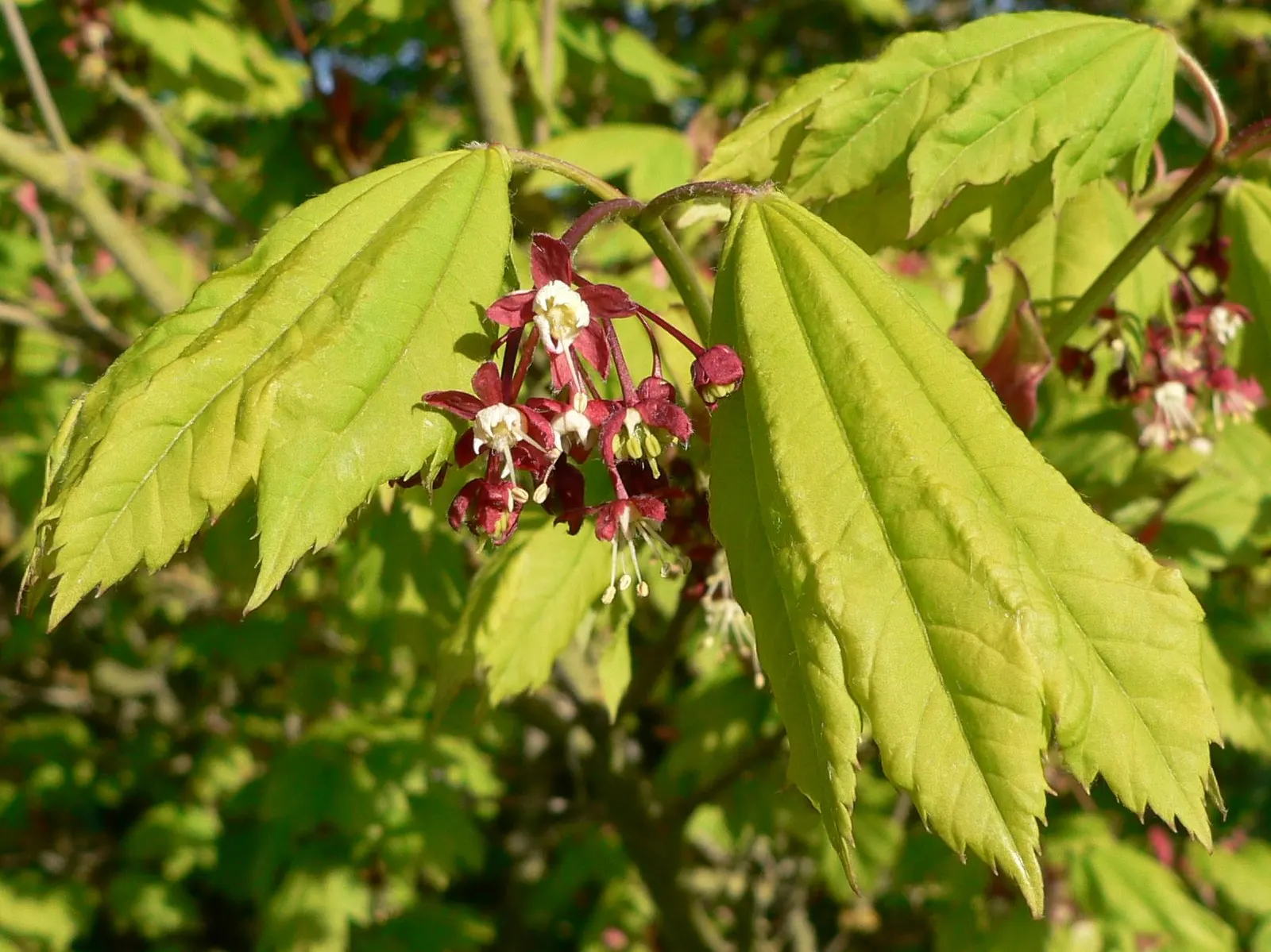 Vine Maple (Acer Circinatum) — Its flexibility and year-round charm make it a valuable asset to any client's landscape; or even in large container, image 57