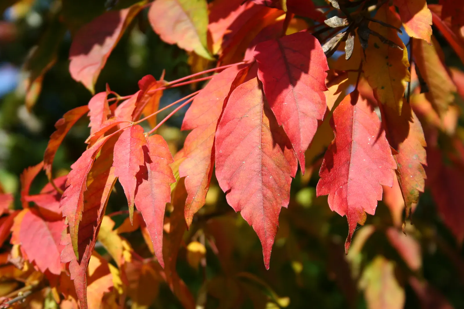 Vine Maple (Acer Circinatum) — shrub / tree for half or shade; its flexibility and year-round charm make it a valuable asset to any client's, image 60