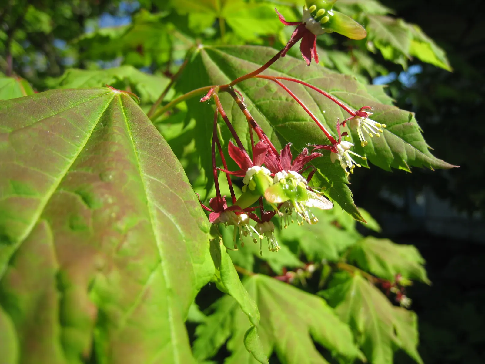 Vine Maple (Acer Circinatum) — The Vine Maple (Acer circinatum) is a sculptural deciduous shrub to small tree; palmate leaves that turn fiery, image 41