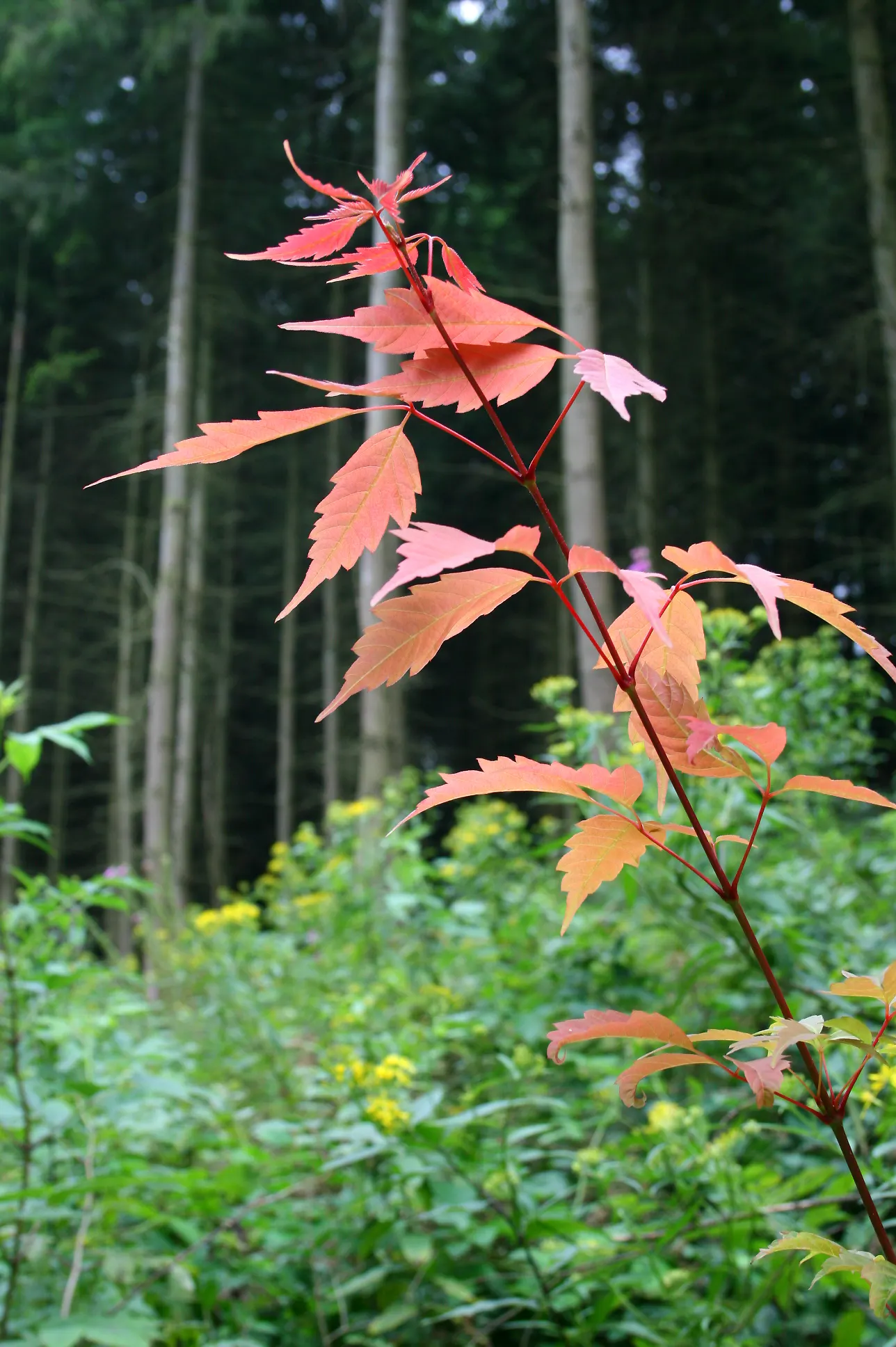 Vine Maple (Acer Circinatum) — it's ideal for understory plantings and woodland gardens; shrub / tree with green and red blooms, image 66