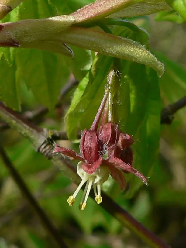Vine Maple (Acer Circinatum) — providing dynamic seasonal interest and habitat value; it's ideal for understory plantings and woodland gardens, image 47