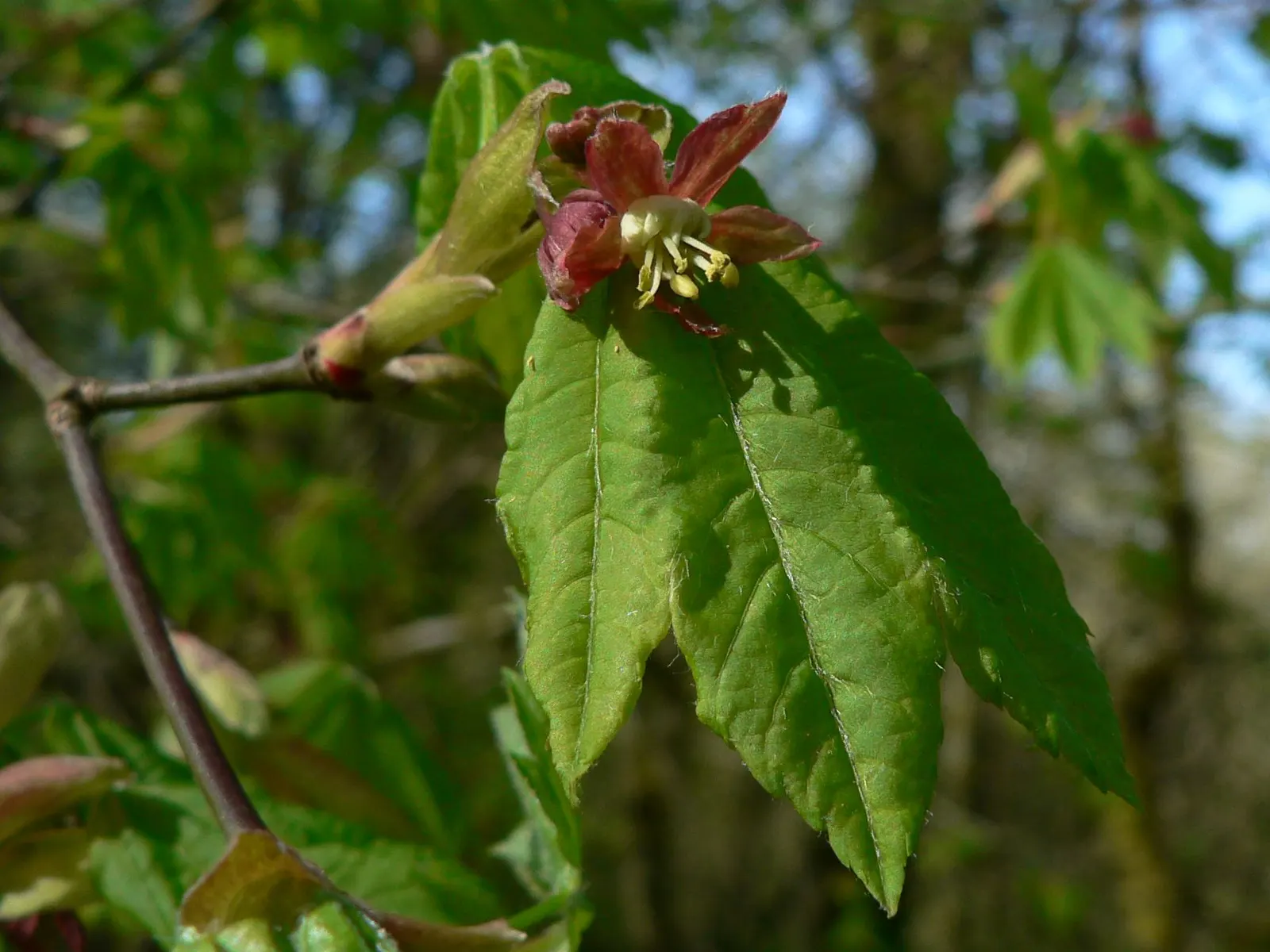 Vine Maple (Acer Circinatum) — palmate leaves that turn fiery red-orange in fall; prefers partial shade and moist, well-drained soil, image 44