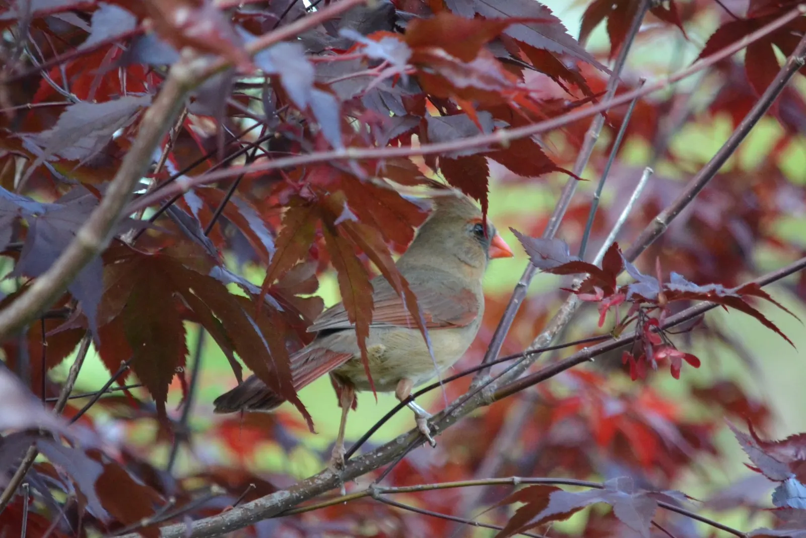 Vine Maple (Acer Circinatum) — When designing with the Acer circinatum; consider its natural elegance as an understory plant or its potential for, image 74