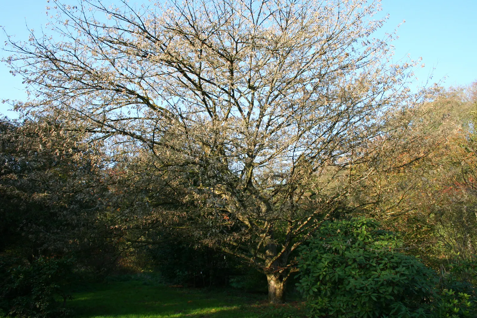 Vine Maple (Acer Circinatum) — When designing with the Acer circinatum; consider its natural elegance as an understory plant or its potential for, image 54
