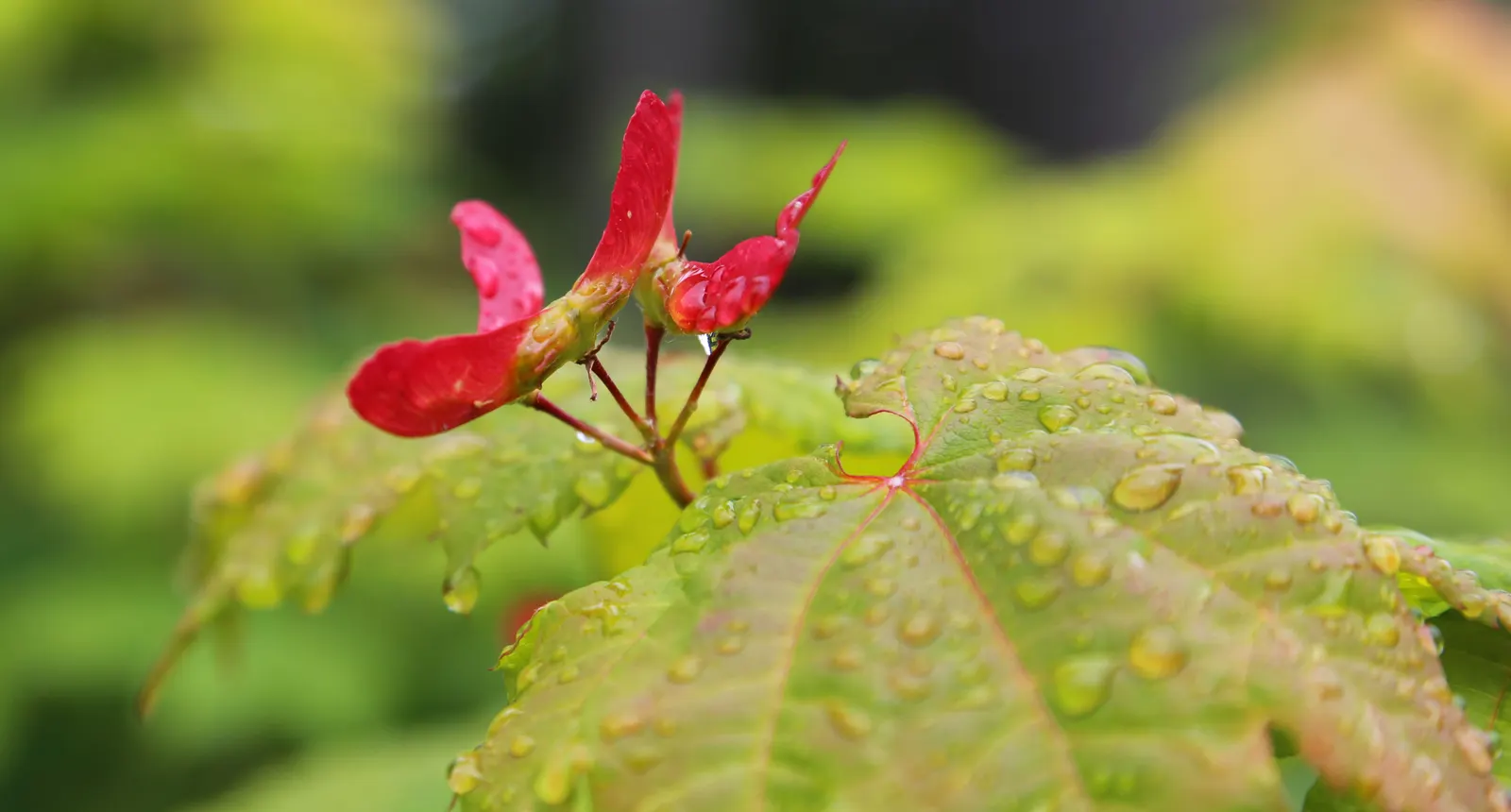 Vine Maple (Acer Circinatum) — though it tolerates sunnier spots if given adequate moisture; when designing with the Acer circinatum, image 71