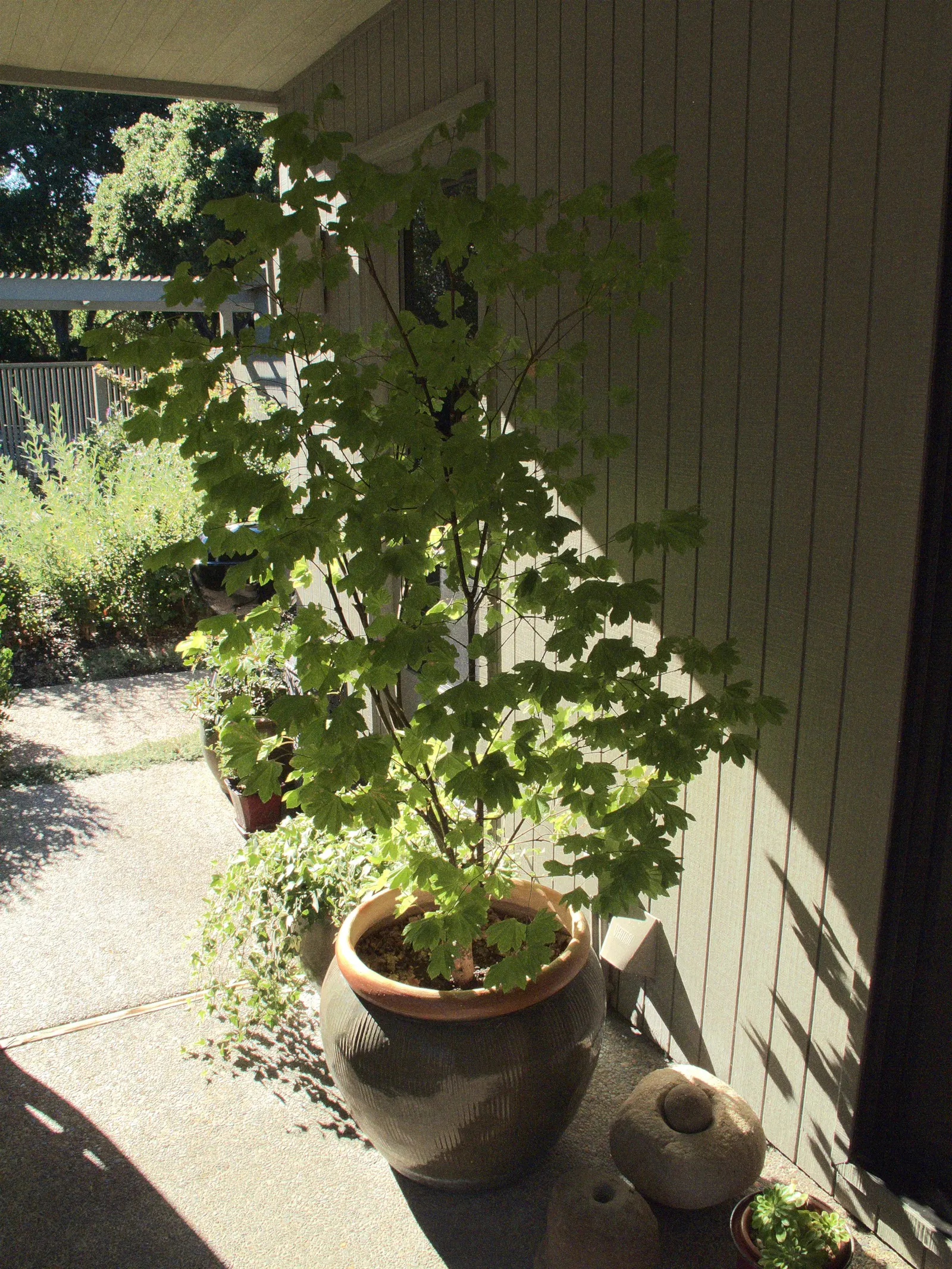 Vine Maple (Acer Circinatum) — The Vine Maple (Acer circinatum) is a sculptural deciduous shrub to small tree; palmate leaves that turn fiery, image 61