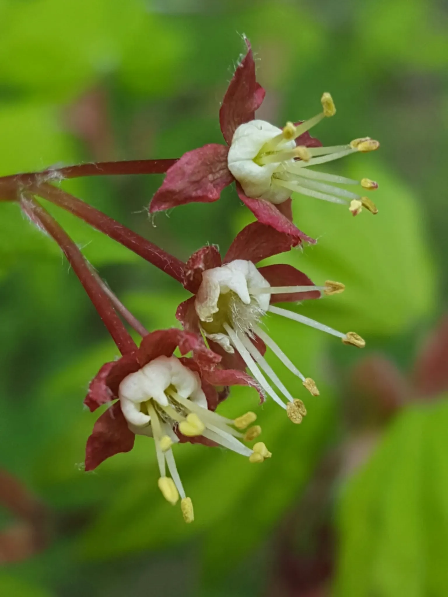 Vine Maple (Acer Circinatum) — providing dynamic seasonal interest and habitat value; it's ideal for understory plantings and woodland gardens, image 67