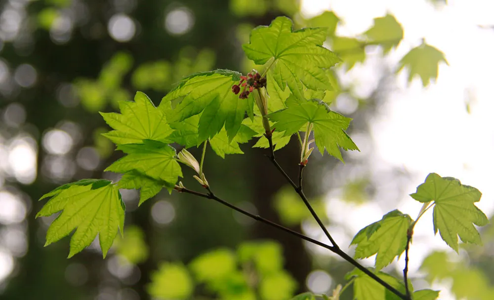 Vine Maple (Acer Circinatum) — When designing with the Acer circinatum
