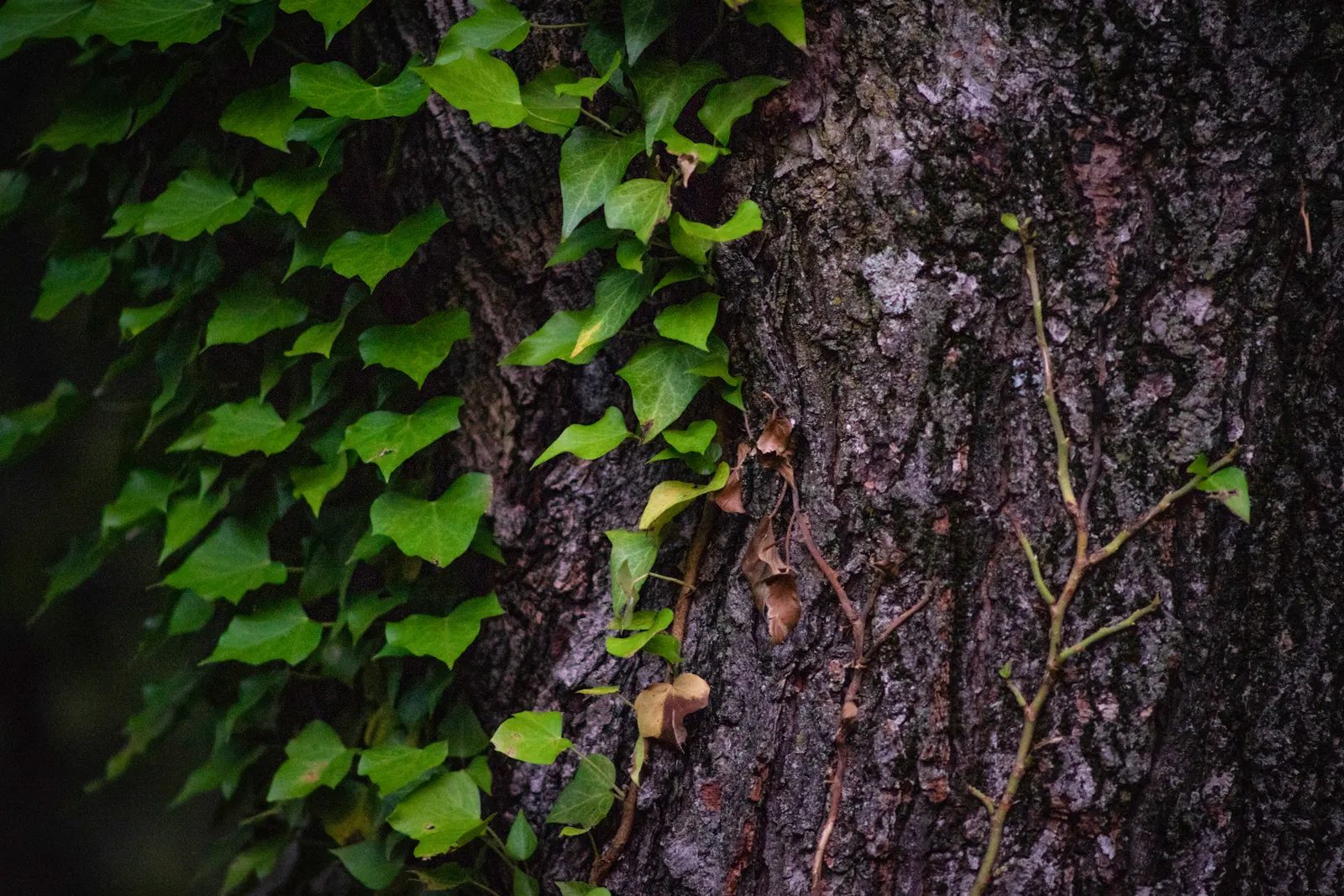 Vine Maple (Acer Circinatum) — shrub / tree with green and red blooms; which are a delicate 3 to 6 inches in width, image 79