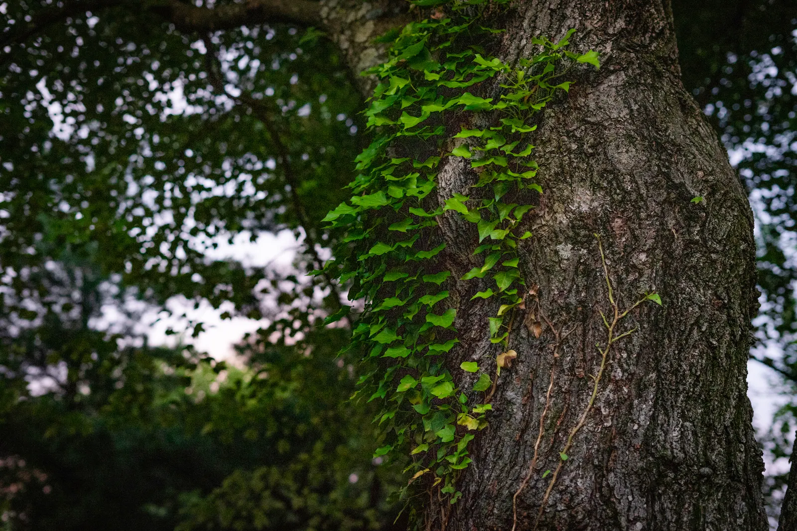 Vine Maple (Acer Circinatum) — this understory tree adds gentle structure and is particularly noted for its elegant