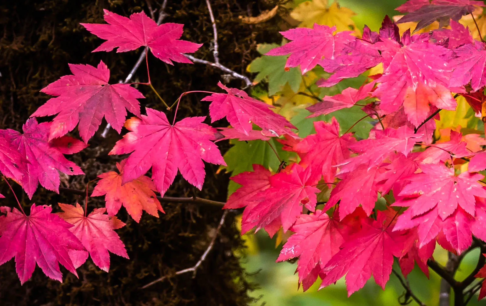Vine Maple (Acer Circinatum) — When designing with the Acer circinatum; consider its natural elegance as an understory plant or its potential for use in
