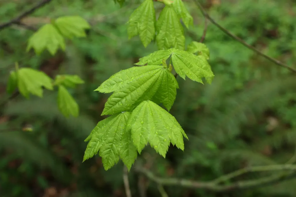 Vine Maple (Acer Circinatum) — or even in large container displays; this understory tree adds gentle structure and is particularly noted for its elegant