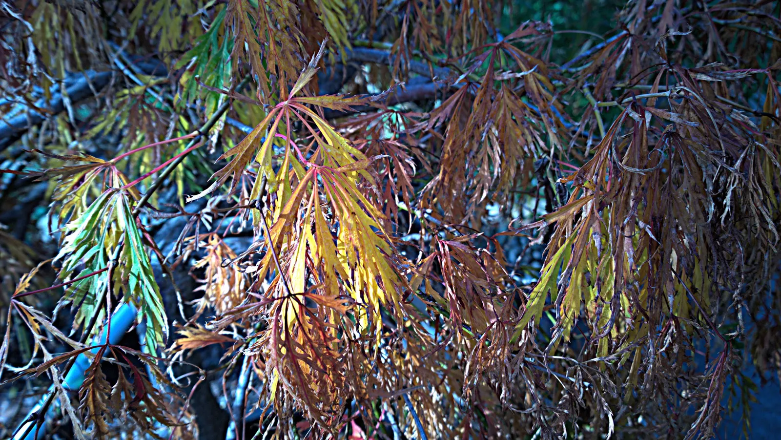 Vine Maple (Acer Circinatum) — is a captivating and versatile deciduous shrub native to the lush forests of the Pacific Northwest