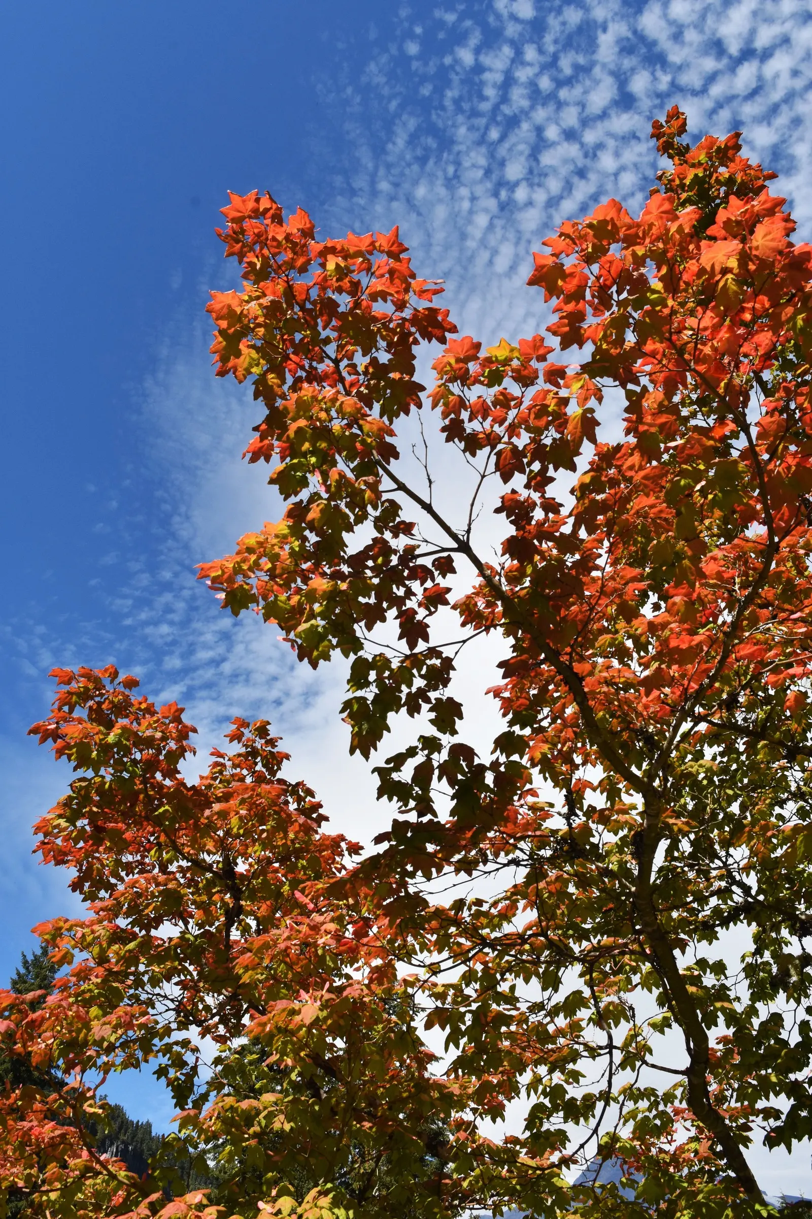 Vine Maple (Acer Circinatum) — It is well-suited to moist; the Vine Maple (Acer circinatum) is a sculptural deciduous shrub to small tree