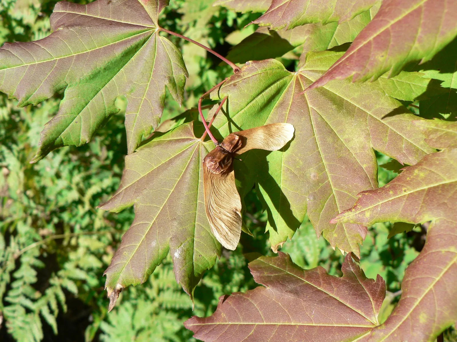 Vine Maple (Acer Circinatum) — though it tolerates sunnier spots if given adequate moisture; when designing with the Acer circinatum