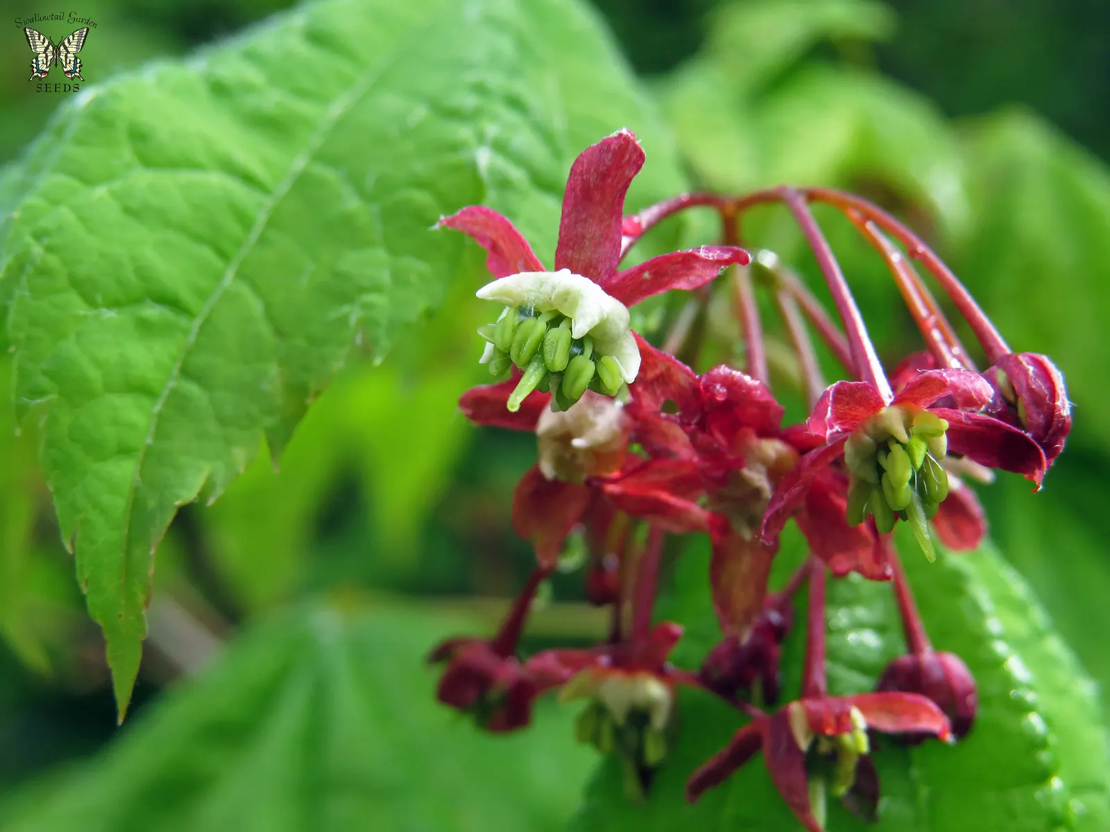Vine Maple (Acer Circinatum) — spreading shape with green; green and red flowers in the garden, image 43
