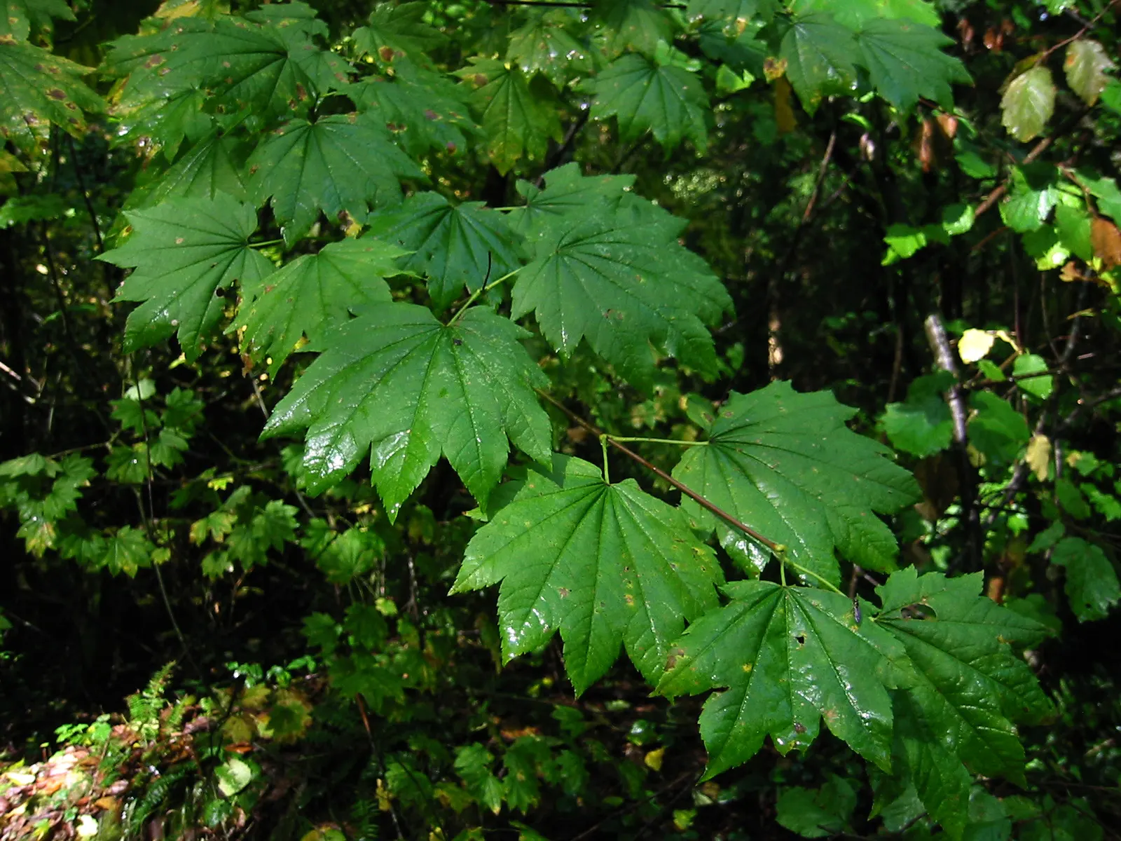 Vine Maple (Acer Circinatum) — shrub / tree with green and red blooms
