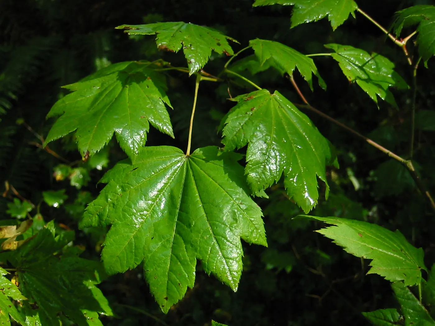 Vine Maple (Acer Circinatum) — is a captivating and versatile deciduous shrub native to the lush forests of the Pacific Northwest; well-drained soils and