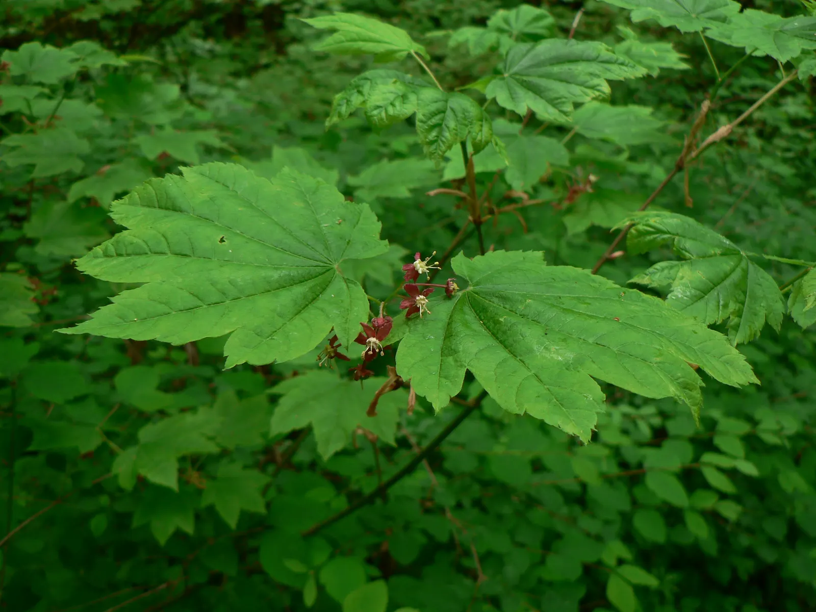 Vine Maple (Acer Circinatum) — Native to the Pacific Northwest; though it tolerates sunnier spots if given adequate moisture