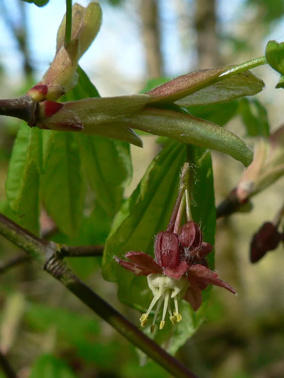 Vine Maple (Acer Circinatum) — Native to the Pacific Northwest