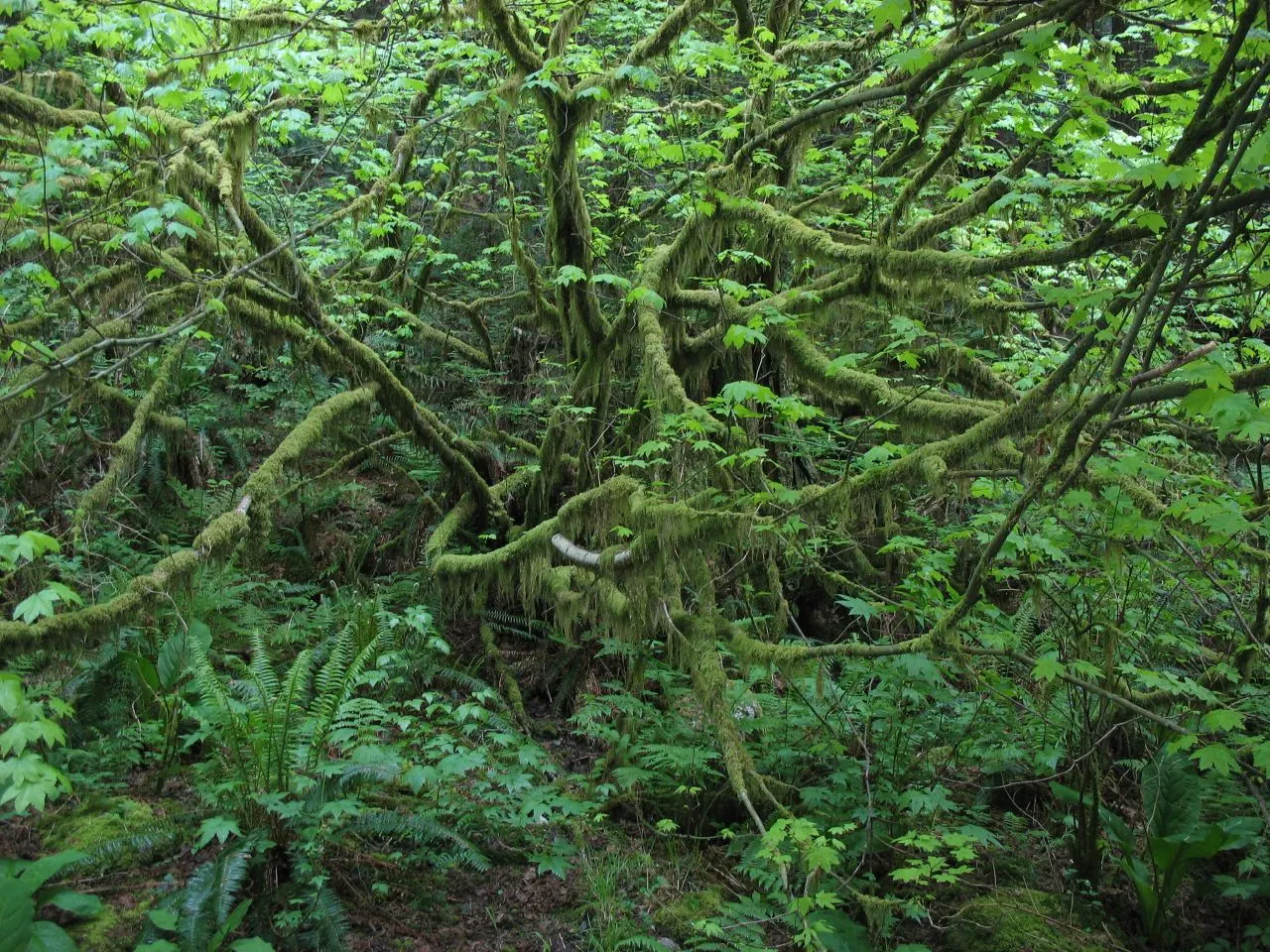 Vine Maple (Acer Circinatum) — green and red flowers in the garden; spreading shape with green, image 58