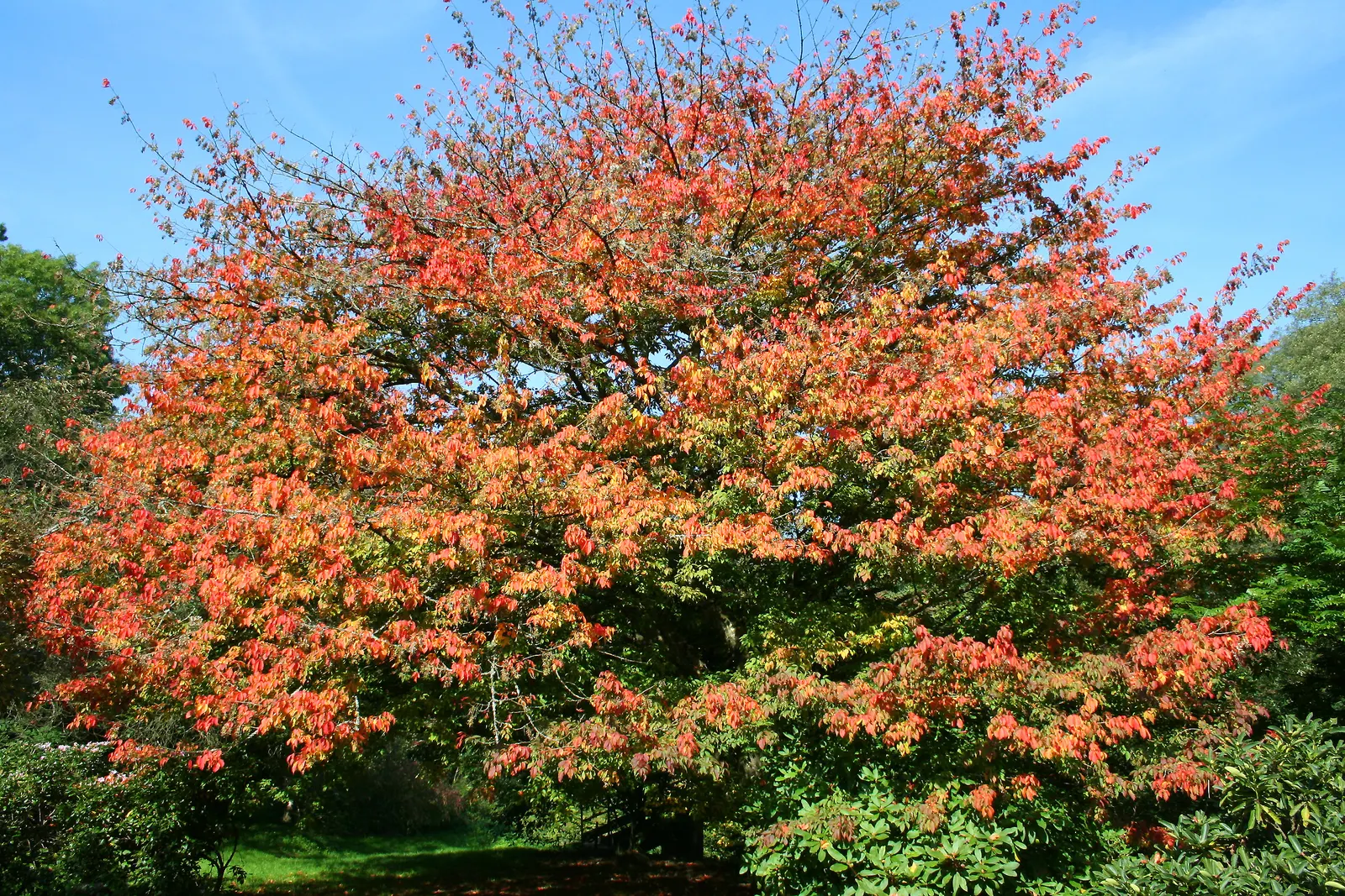 Vine Maple (Acer Circinatum) — Prefers partial shade and moist, well-drained soil; it is well-suited to moist, image 65