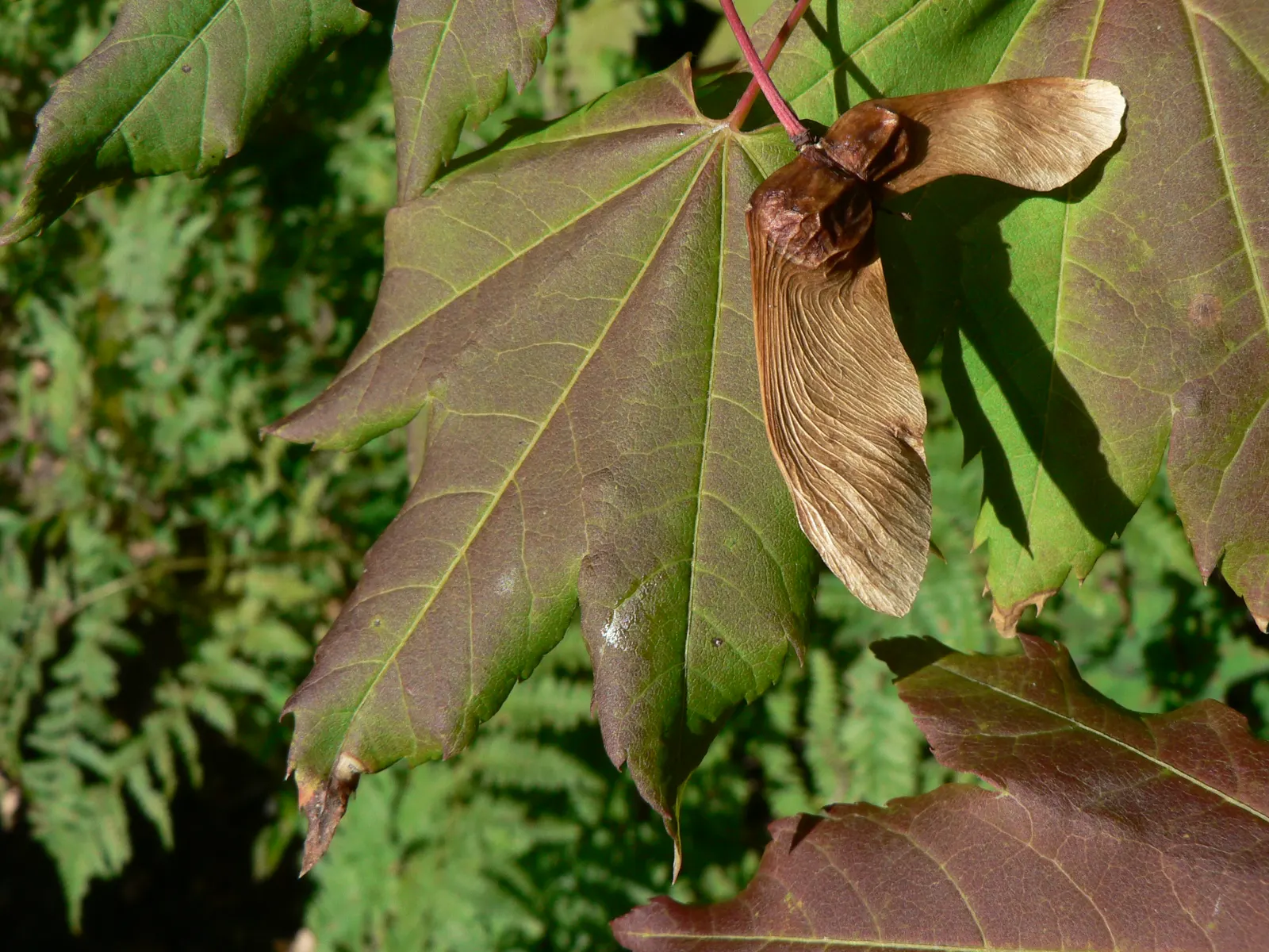 Vine Maple (Acer Circinatum) — palmate leaves that turn fiery red-orange in fall; prefers partial shade and moist, well-drained soil