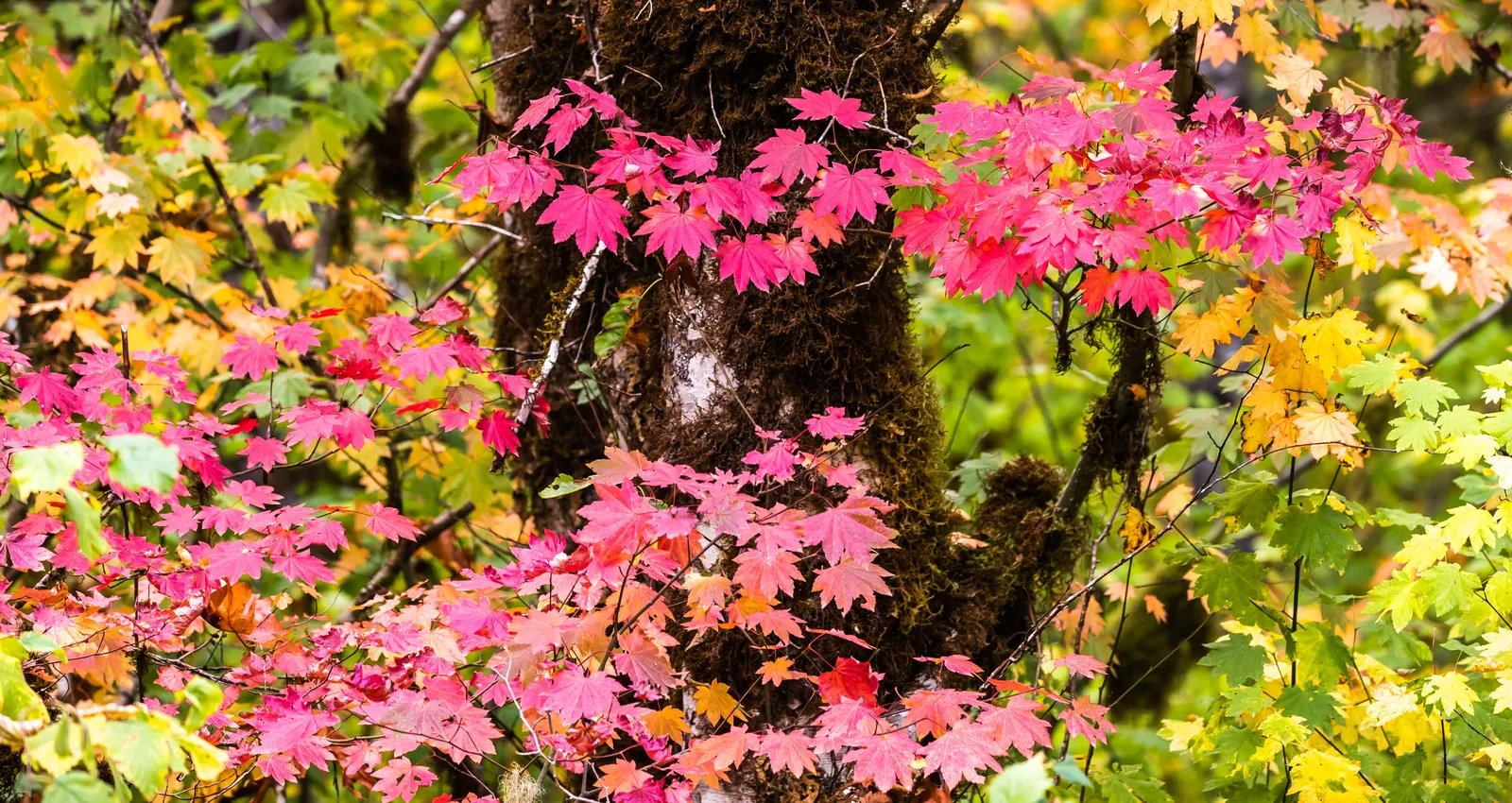 Vine Maple (Acer Circinatum) — consider its natural elegance as an understory plant or its potential for use in naturalized woodland gardens; native to the