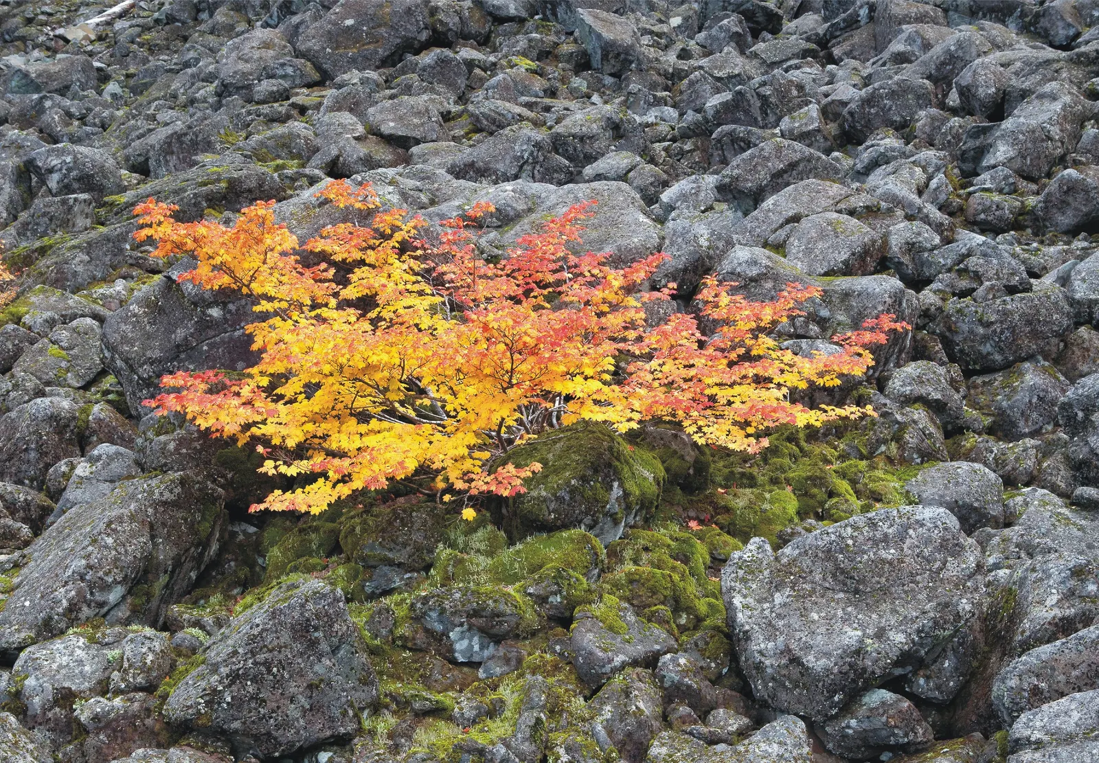 Vine Maple (Acer Circinatum) — It is well-suited to moist; the Vine Maple (Acer circinatum) is a sculptural deciduous shrub to small tree, image 72