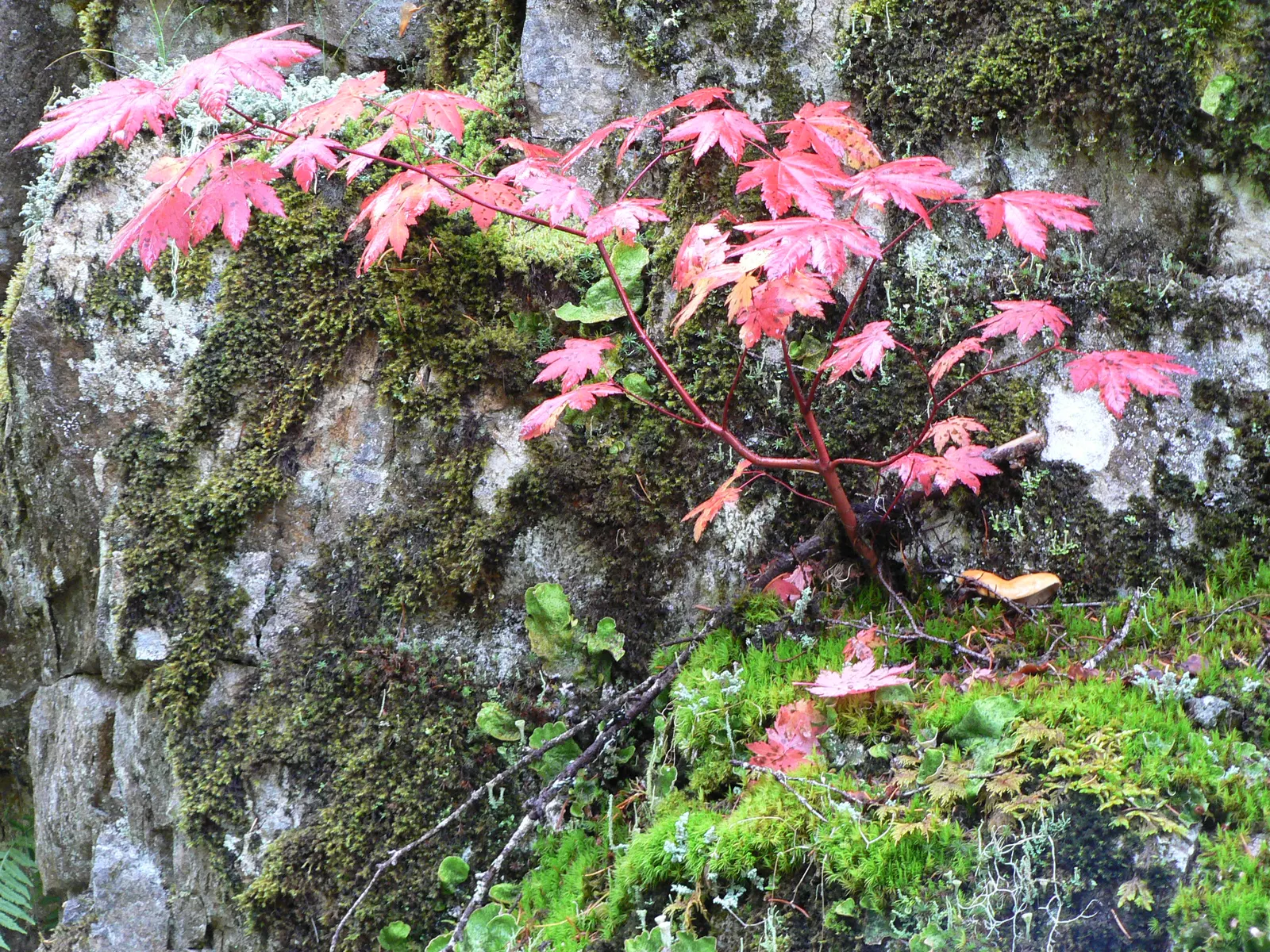Vine Maple (Acer Circinatum) — though it tolerates sunnier spots if given adequate moisture; when designing with the Acer circinatum, image 51