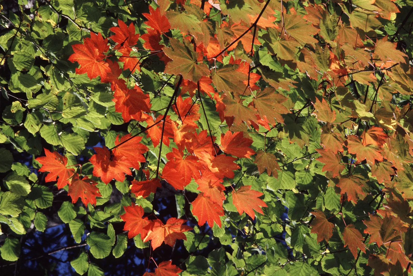 Vine Maple (Acer Circinatum) — which are a delicate 3 to 6 inches in width; providing dynamic seasonal interest and habitat value, image 50