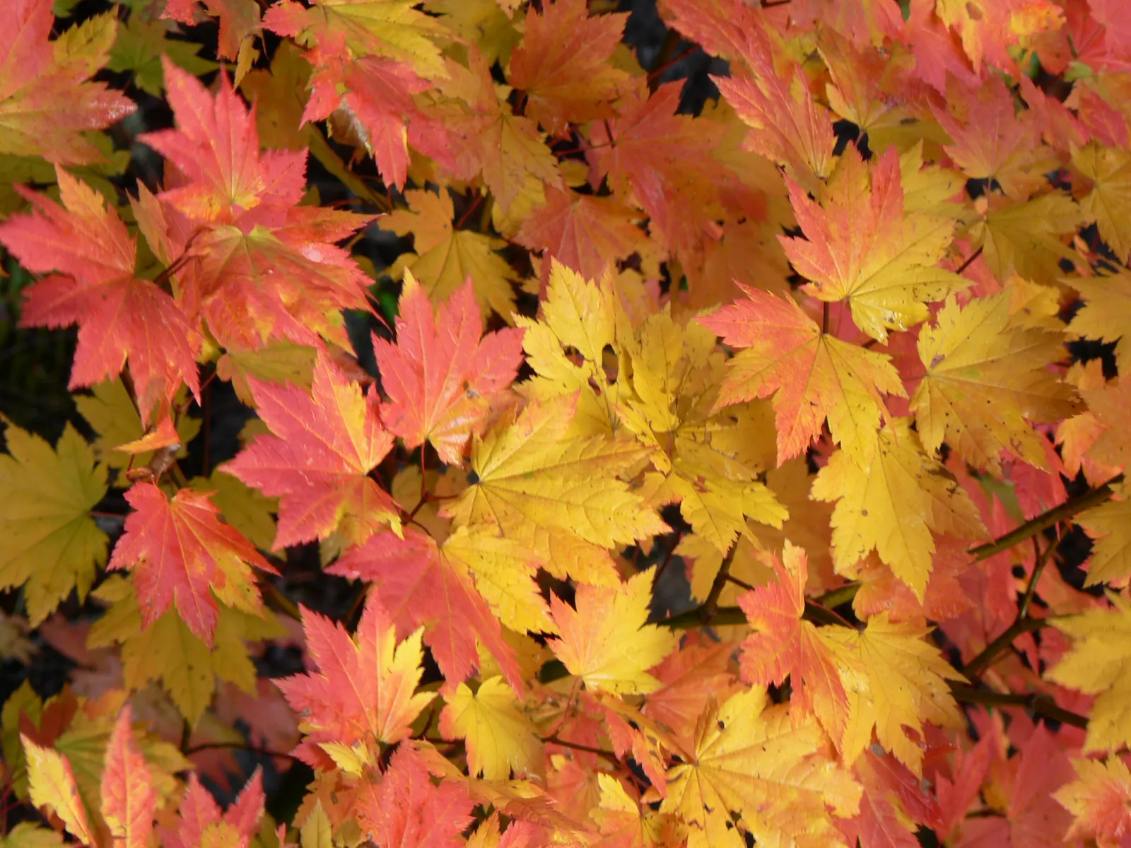 Vine Maple (Acer Circinatum) — Native to the Pacific Northwest; though it tolerates sunnier spots if given adequate moisture, image 62