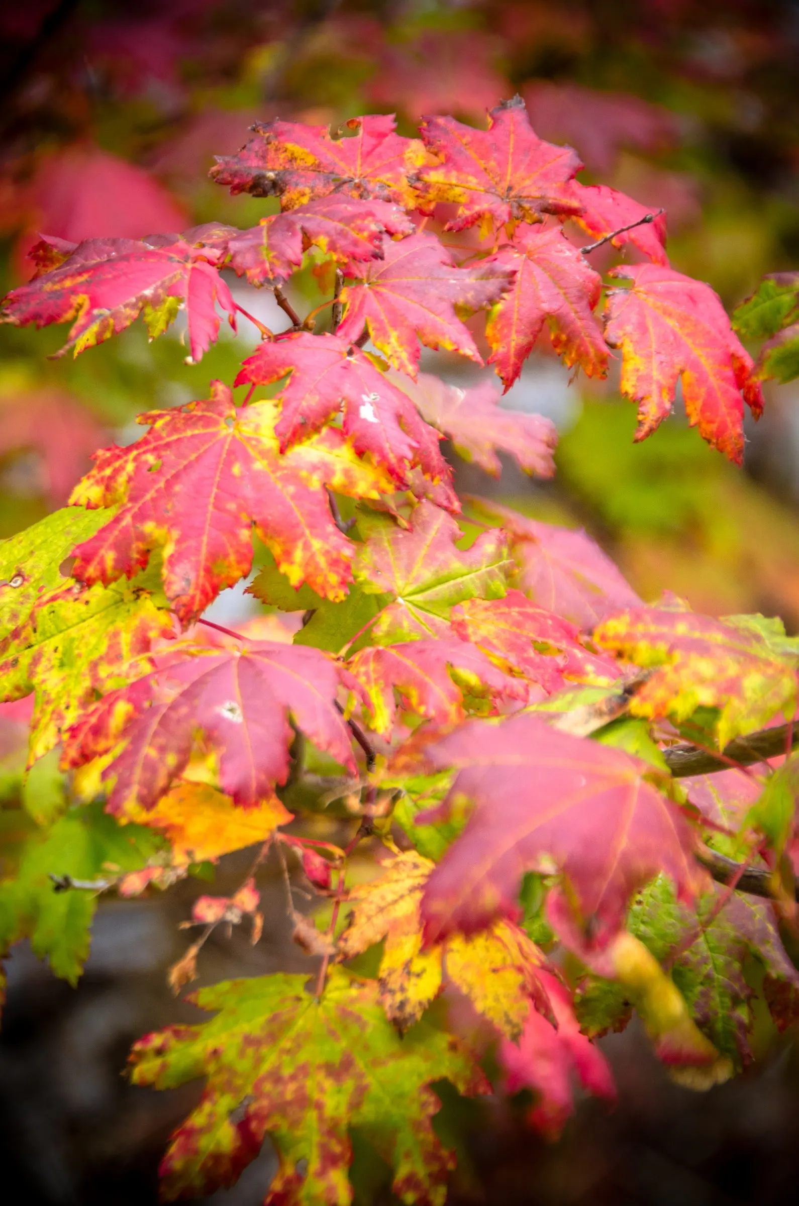 Vine Maple (Acer Circinatum) — spreading shape with green