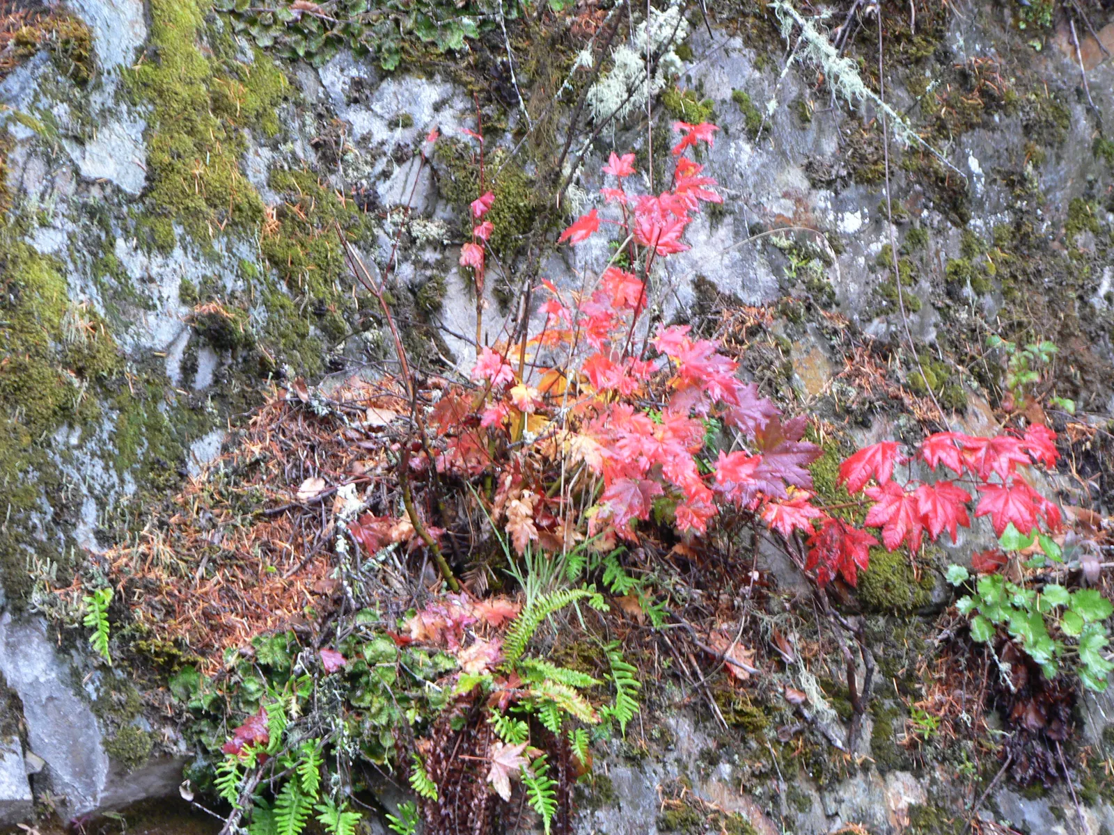 Vine Maple (Acer Circinatum) — shrub / tree with green and red blooms; which are a delicate 3 to 6 inches in width, image 59