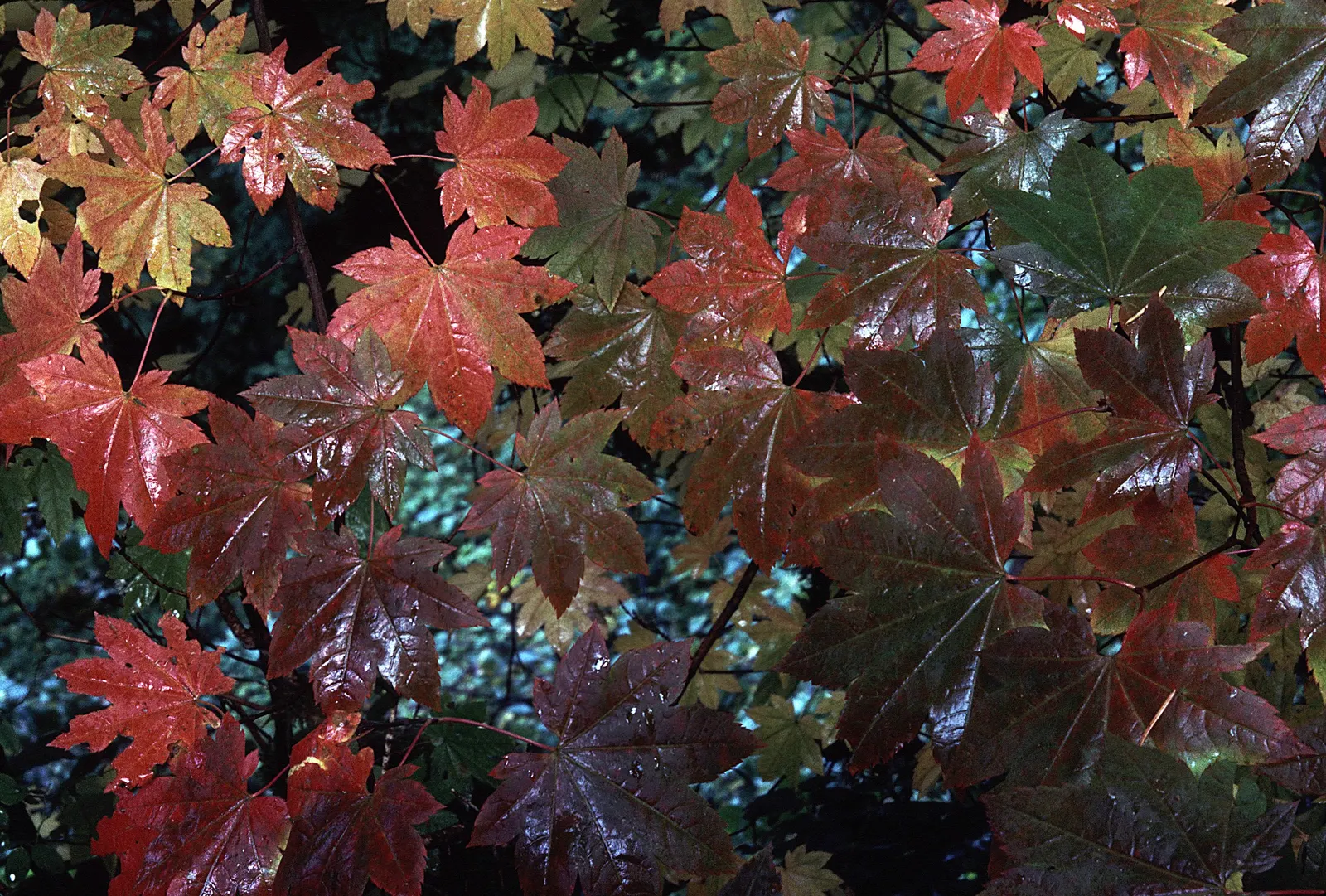 Vine Maple (Acer Circinatum) — shrub / tree for half or shade; its flexibility and year-round charm make it a valuable asset to any client's, image 80