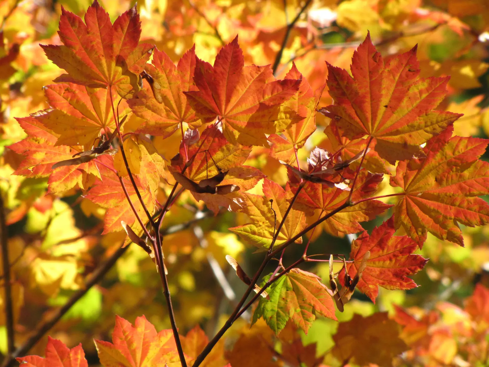 Vine Maple (Acer Circinatum) — Prefers partial shade and moist, well-drained soil; it is well-suited to moist