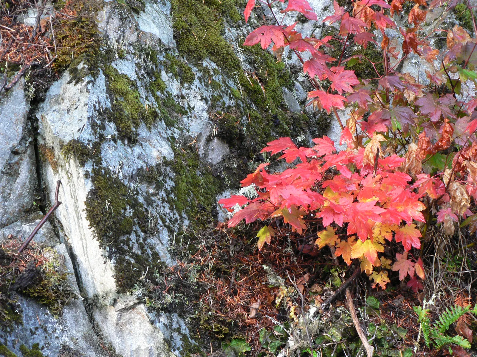 Vine Maple (Acer Circinatum) — well-drained soils and excels in soil pH ranges from acidic to neutral.<br><br>Additionally