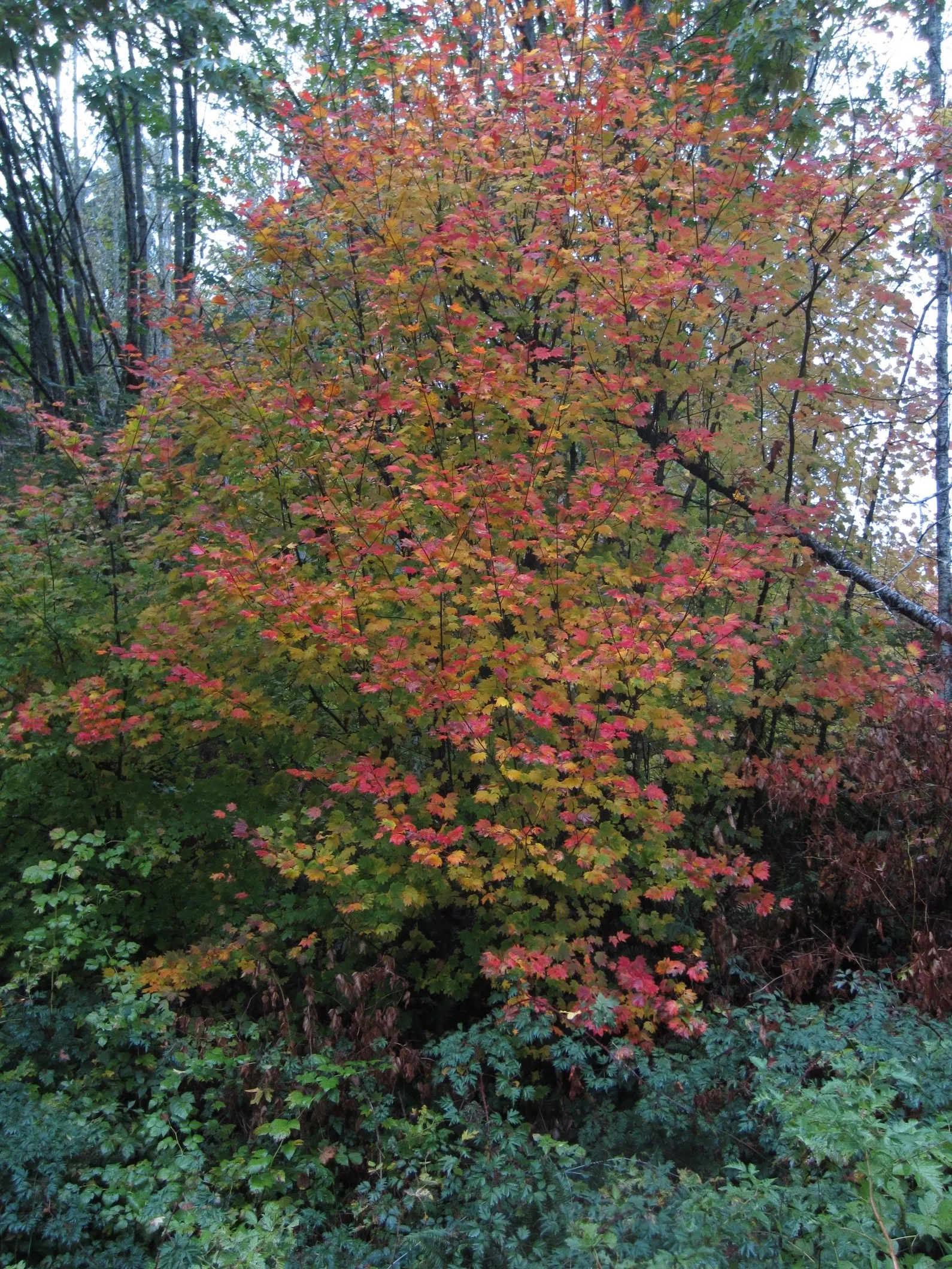 Vine Maple (Acer Circinatum) — It is well-suited to moist