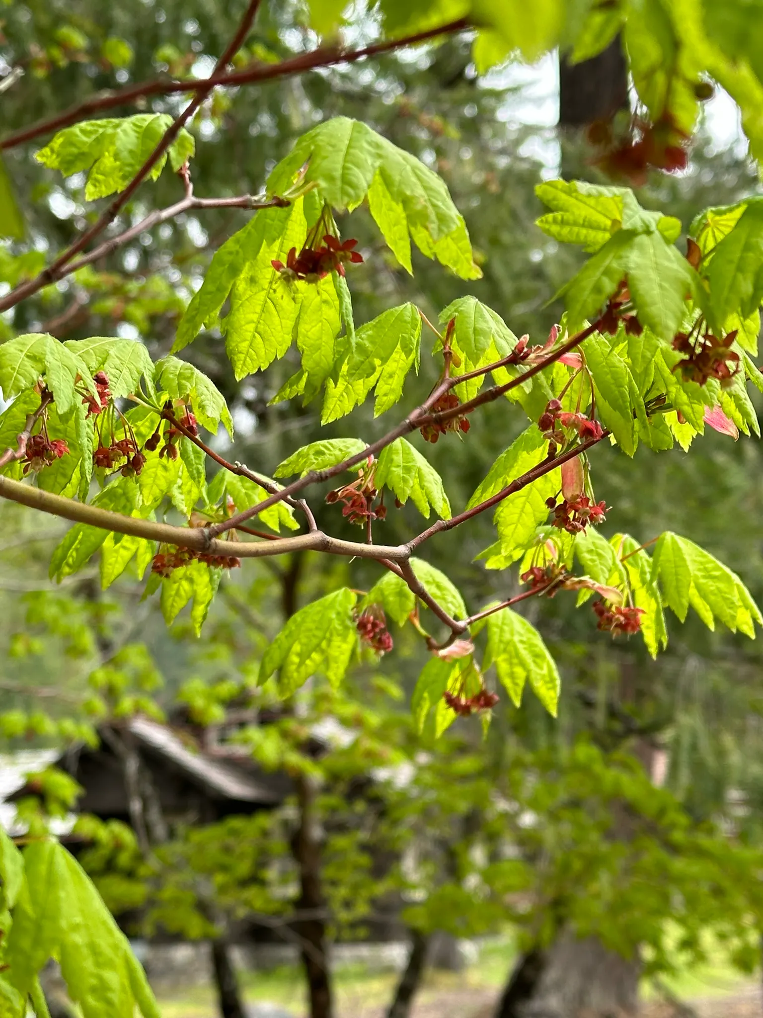 Vine Maple (Acer Circinatum) — it's ideal for understory plantings and woodland gardens; shrub / tree with green and red blooms