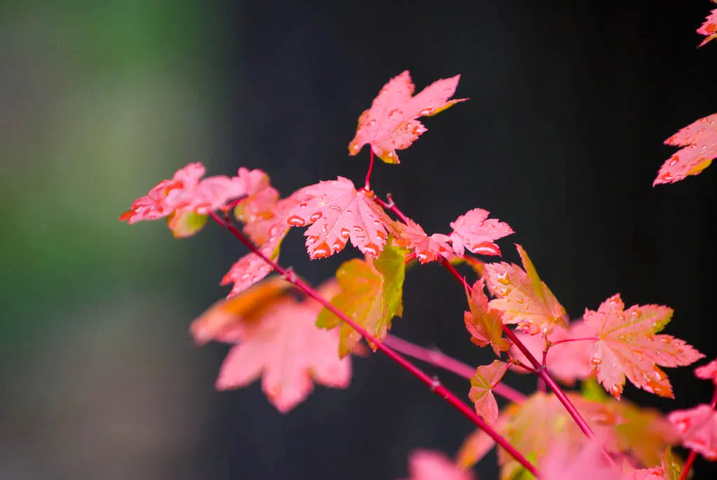 Vine Maple (Acer Circinatum) — shrub / tree with green and red blooms; which are a delicate 3 to 6 inches in width