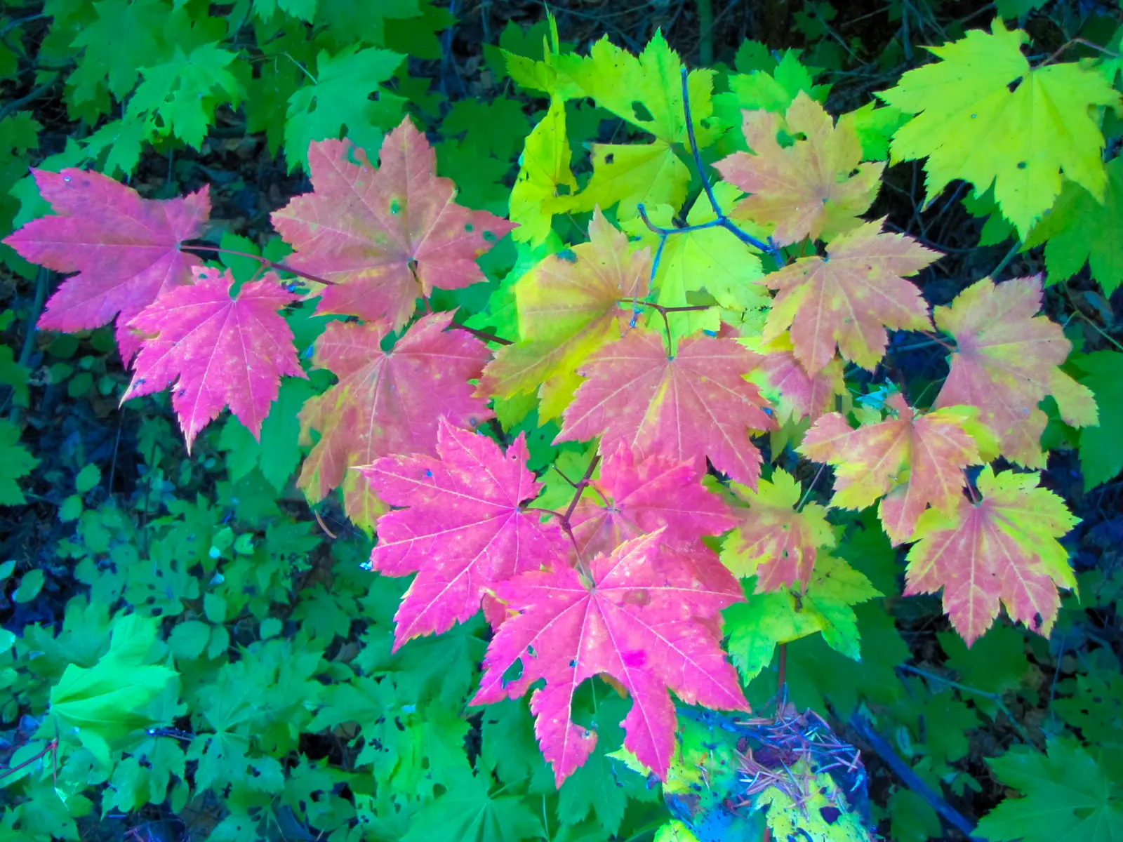 Vine Maple (Acer Circinatum) — which are a delicate 3 to 6 inches in width; providing dynamic seasonal interest and habitat value
