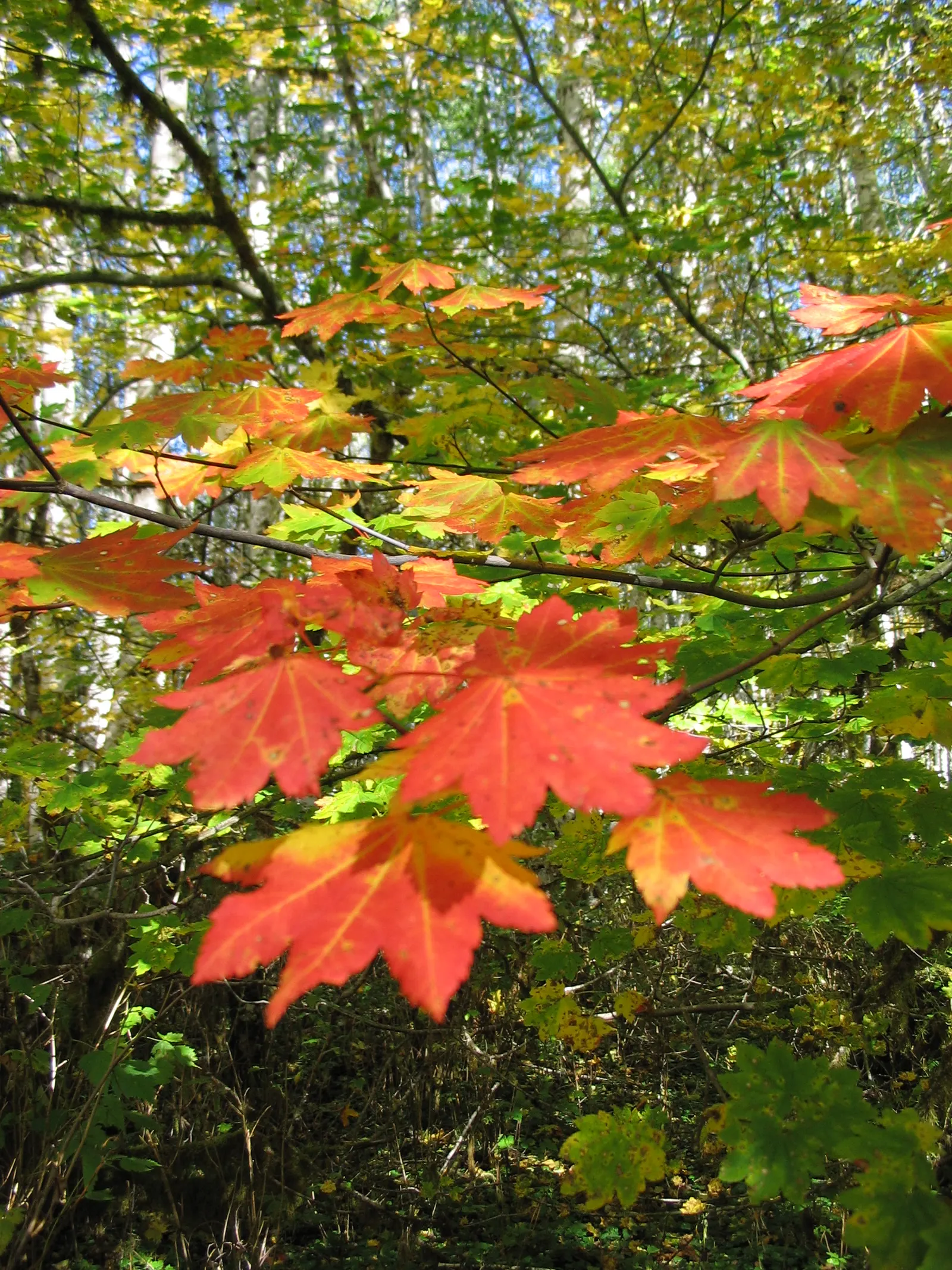Vine Maple (Acer Circinatum) — The Vine Maple (Acer circinatum) is a sculptural deciduous shrub to small tree; palmate leaves that turn fiery, image 81
