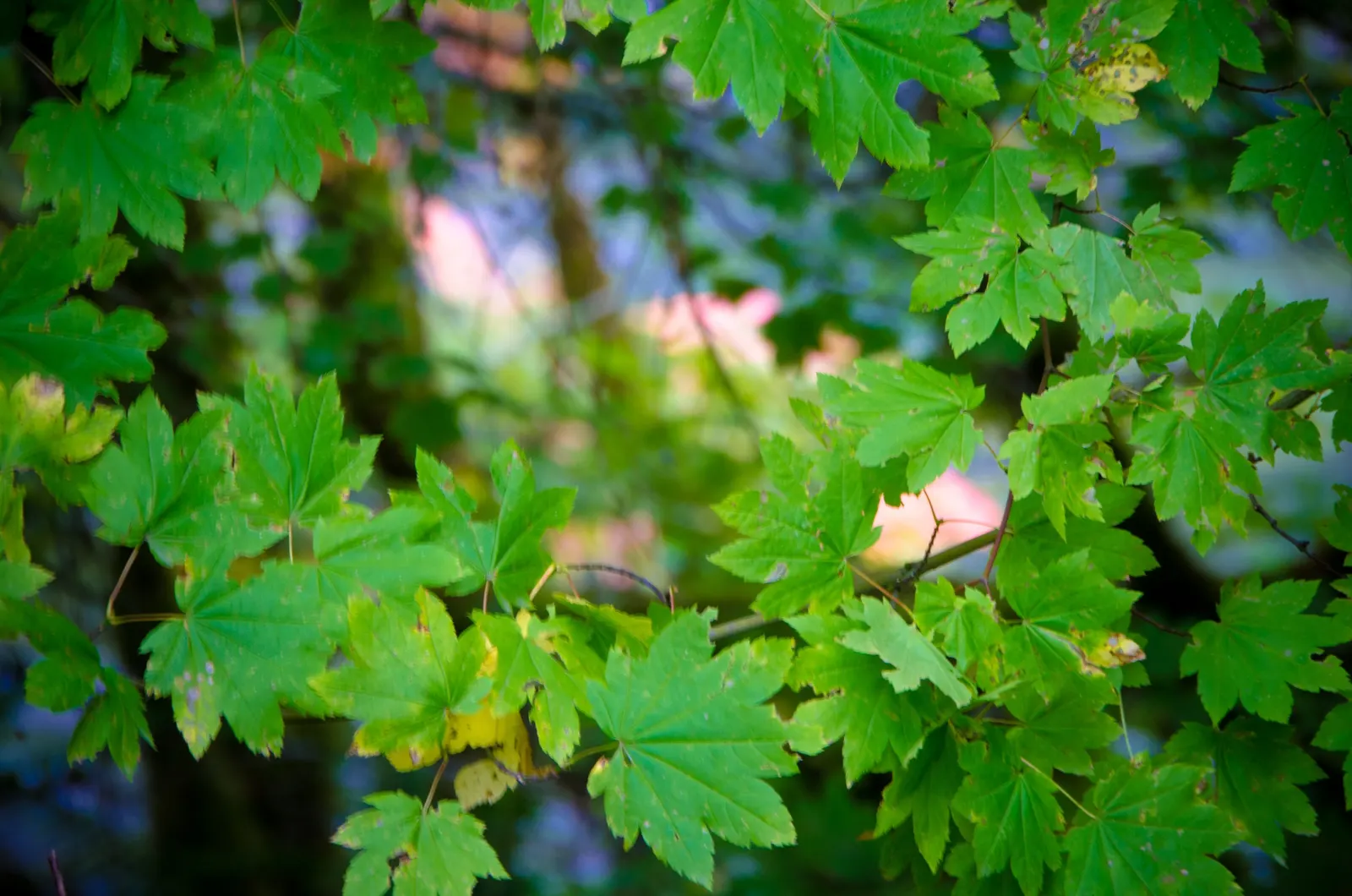 Vine Maple (Acer Circinatum) — is a captivating and versatile deciduous shrub native to the lush forests of the Pacific Northwest; well-drained, image 68